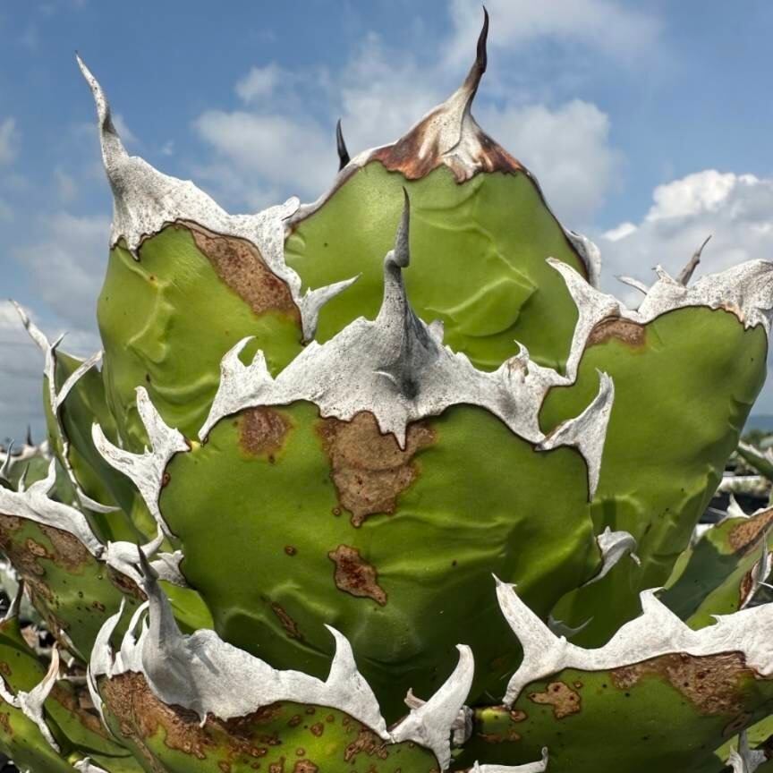 委託 アガベ チタノタ 獵豹 チーター【1056】 | PROTOLEAF プロトリーフ