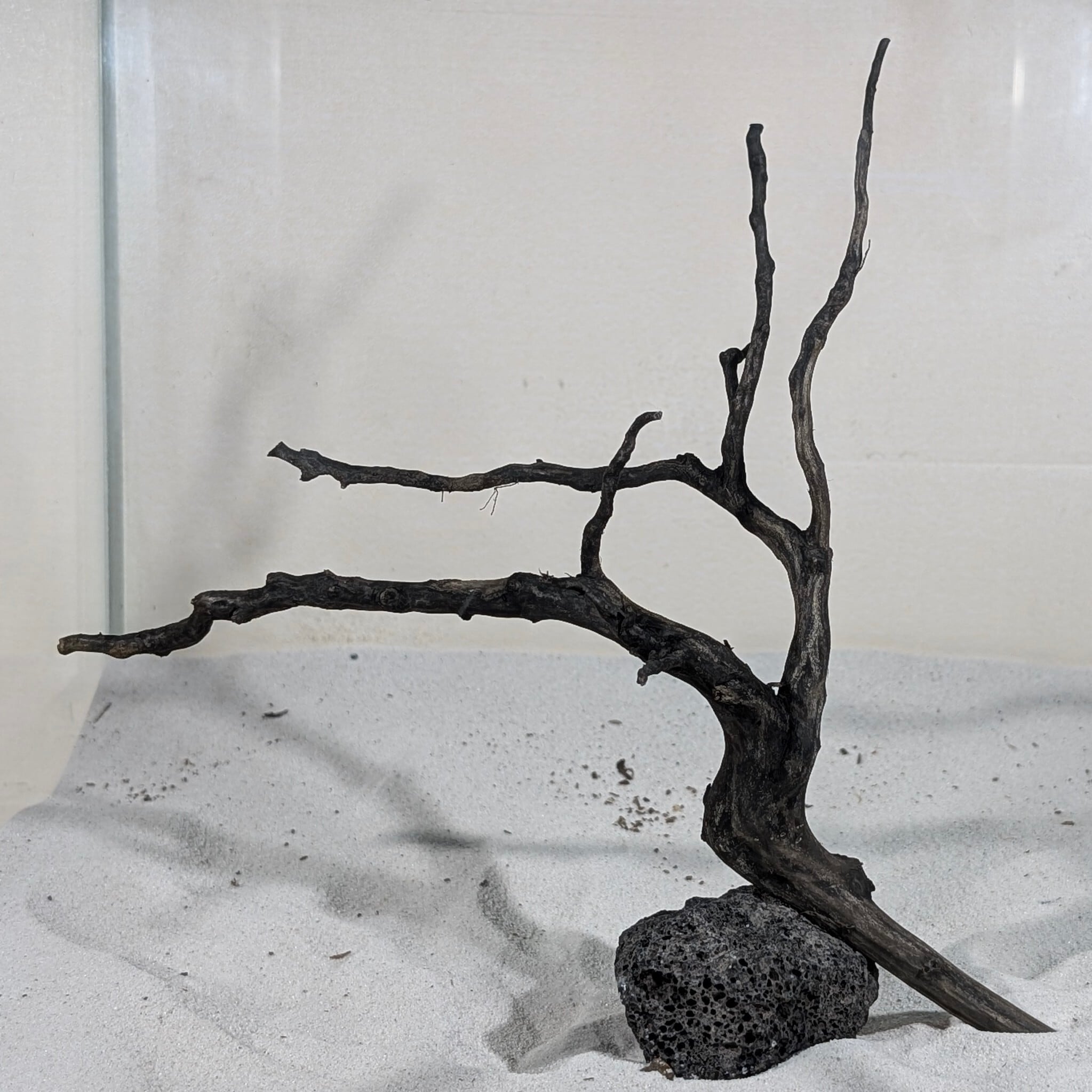 ブラックスマトラブランチウッド【BSB090】 | ペットの流木 水宗工房