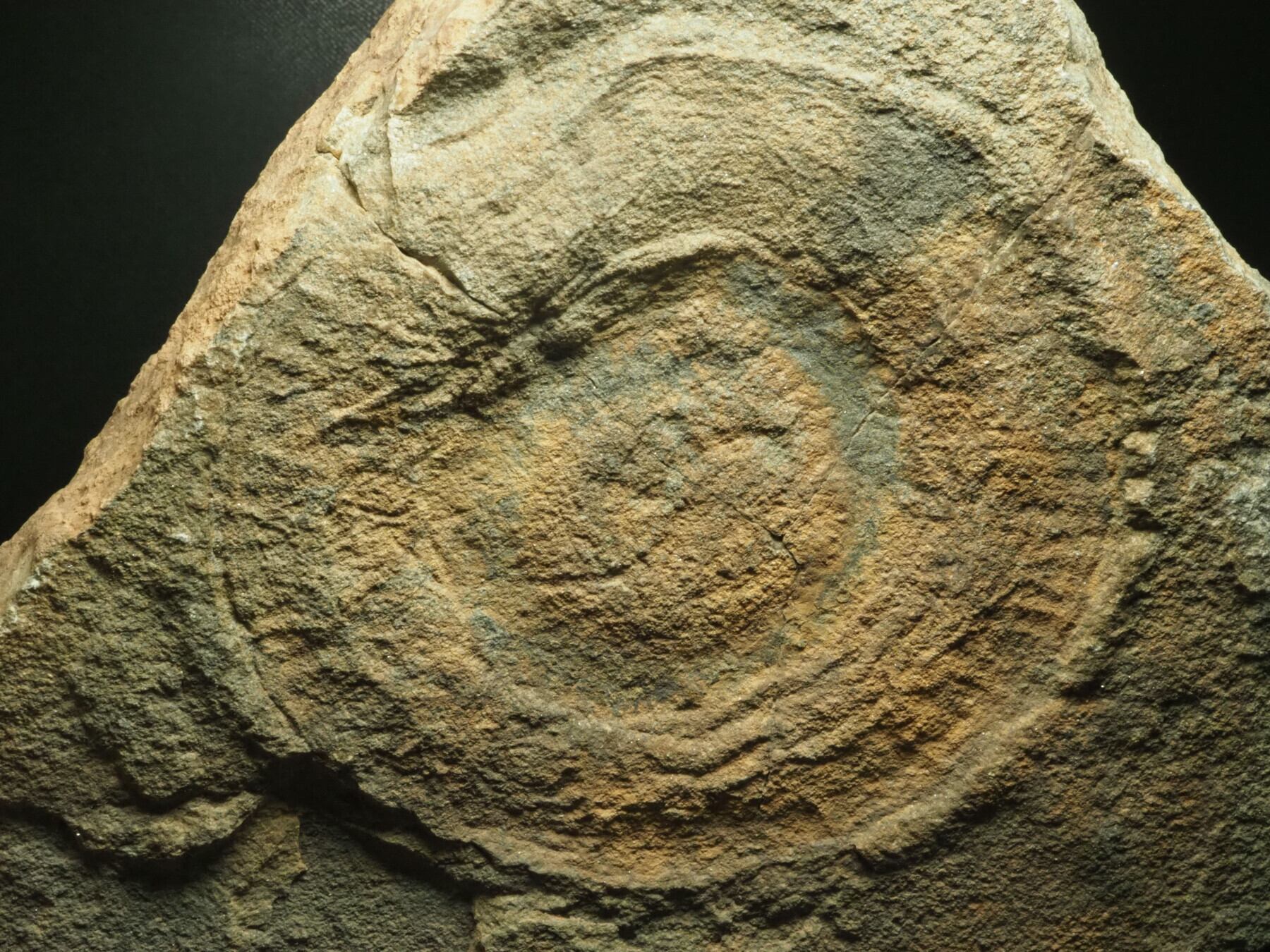 デボン紀！アンモナイトの化石【Platyclymenia sp.】【864g】モロッコ