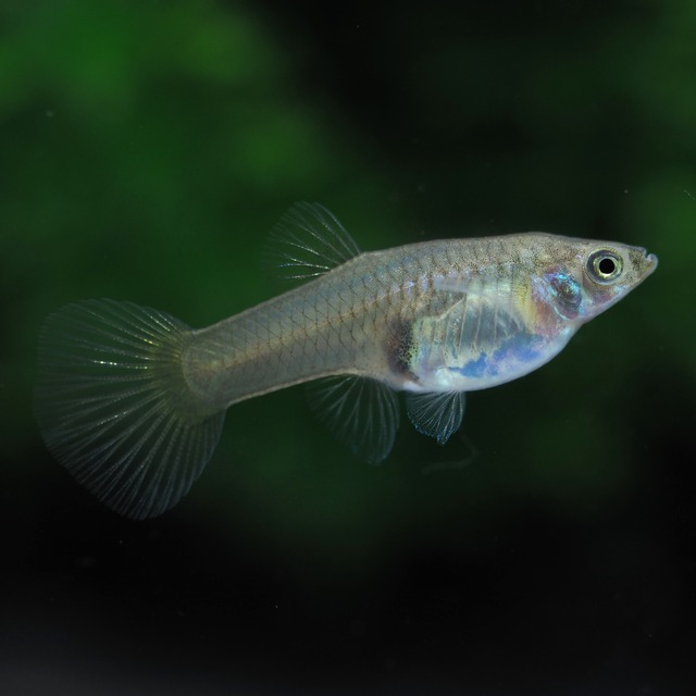 メタルイエローレース　1ペア＋おまけメス2匹