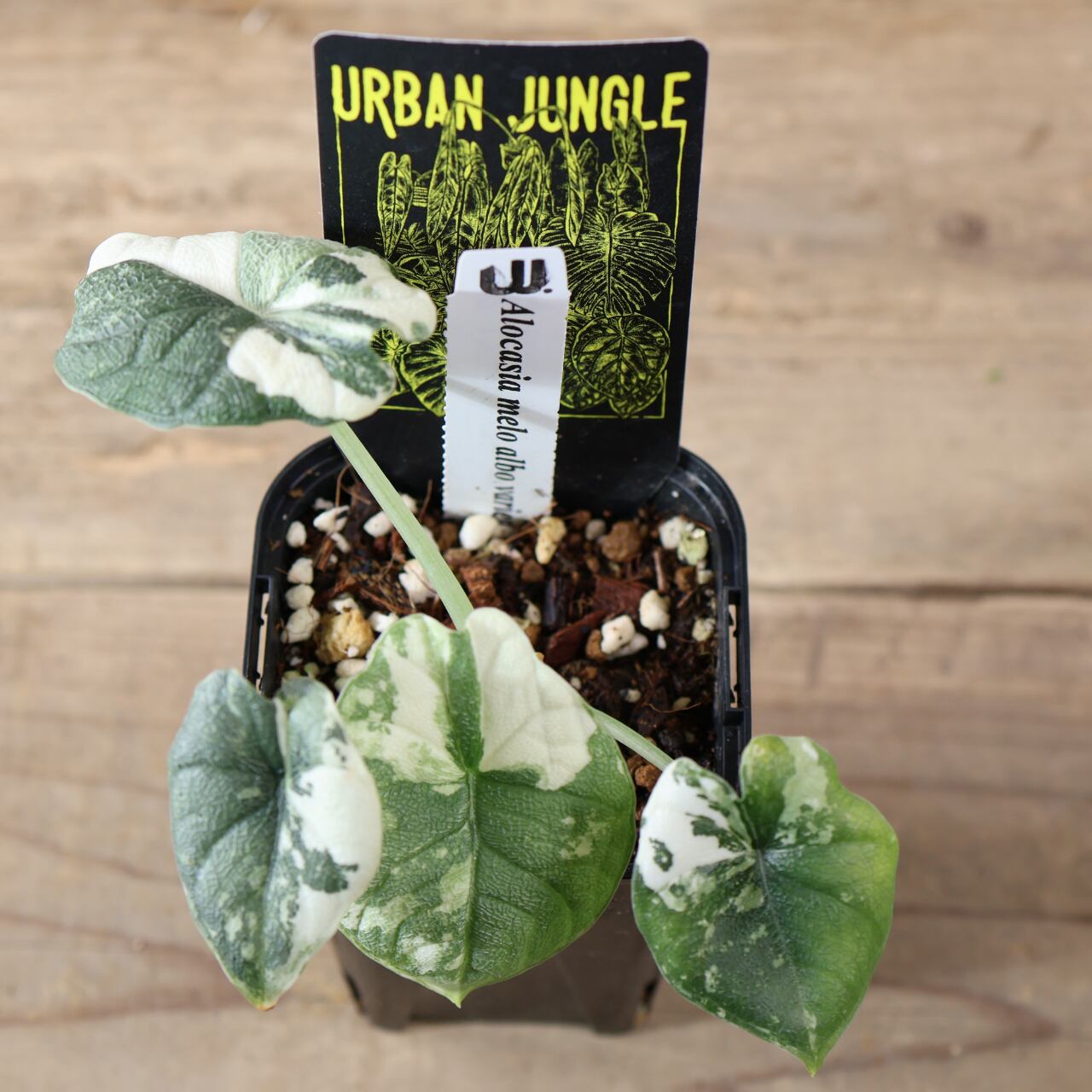 824『urban jungle アロカシア メロ アルボ バリエガータ』観葉植物