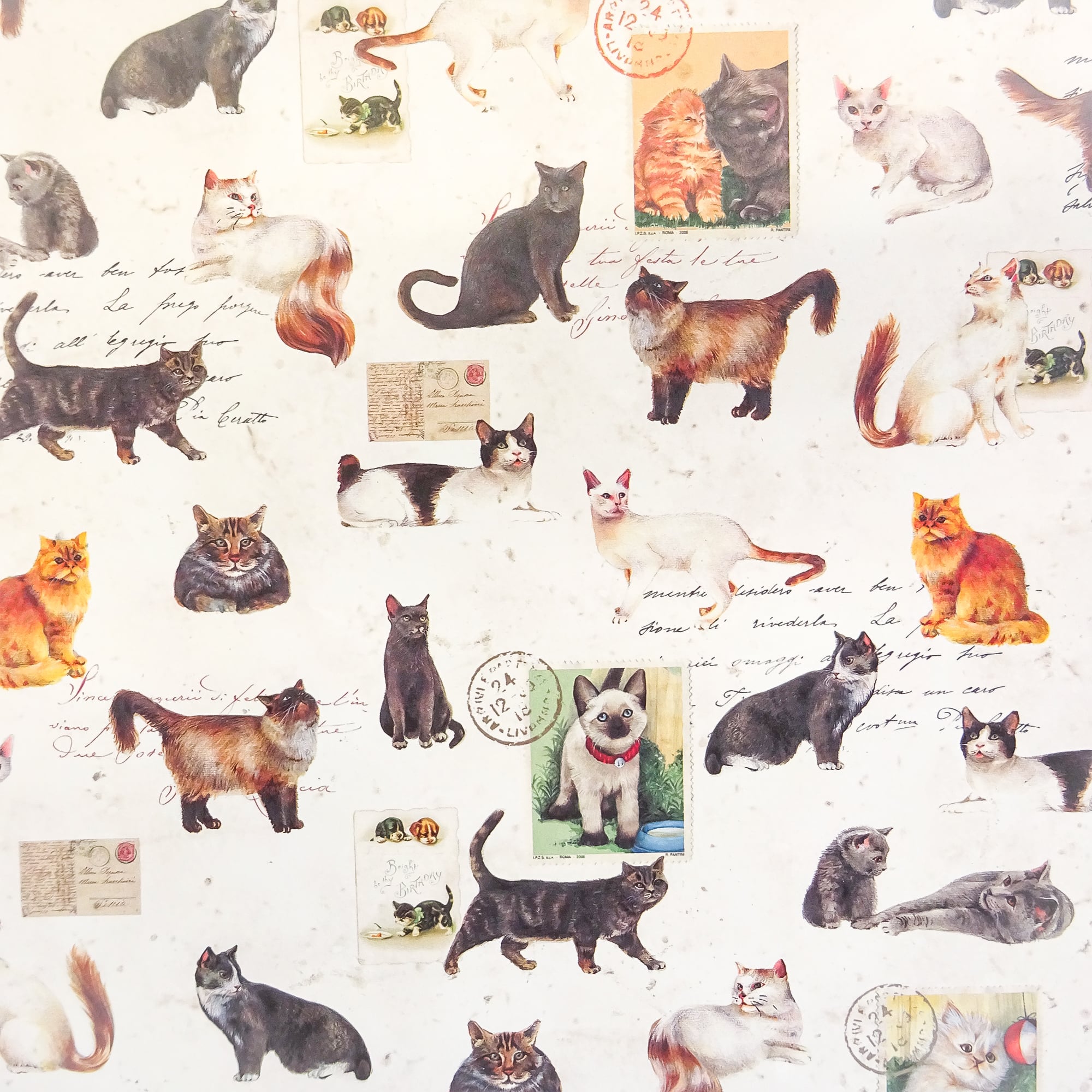 Tassotti ペーパー cod.471 約50x70cm イタリア製 猫の切手