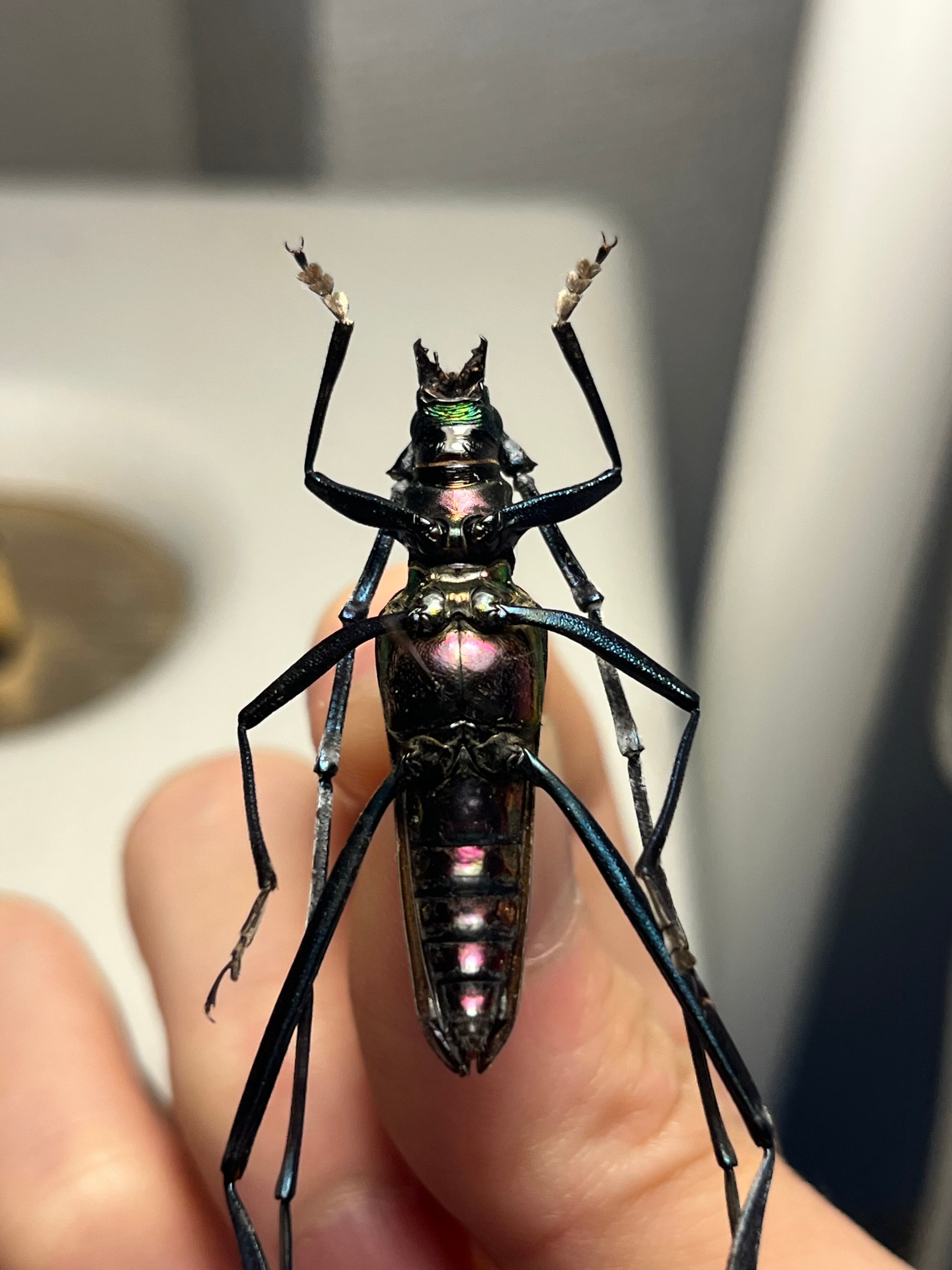40mm】アオカミキリの仲間 Chloridolum klaesii？カミキリムシ 標本