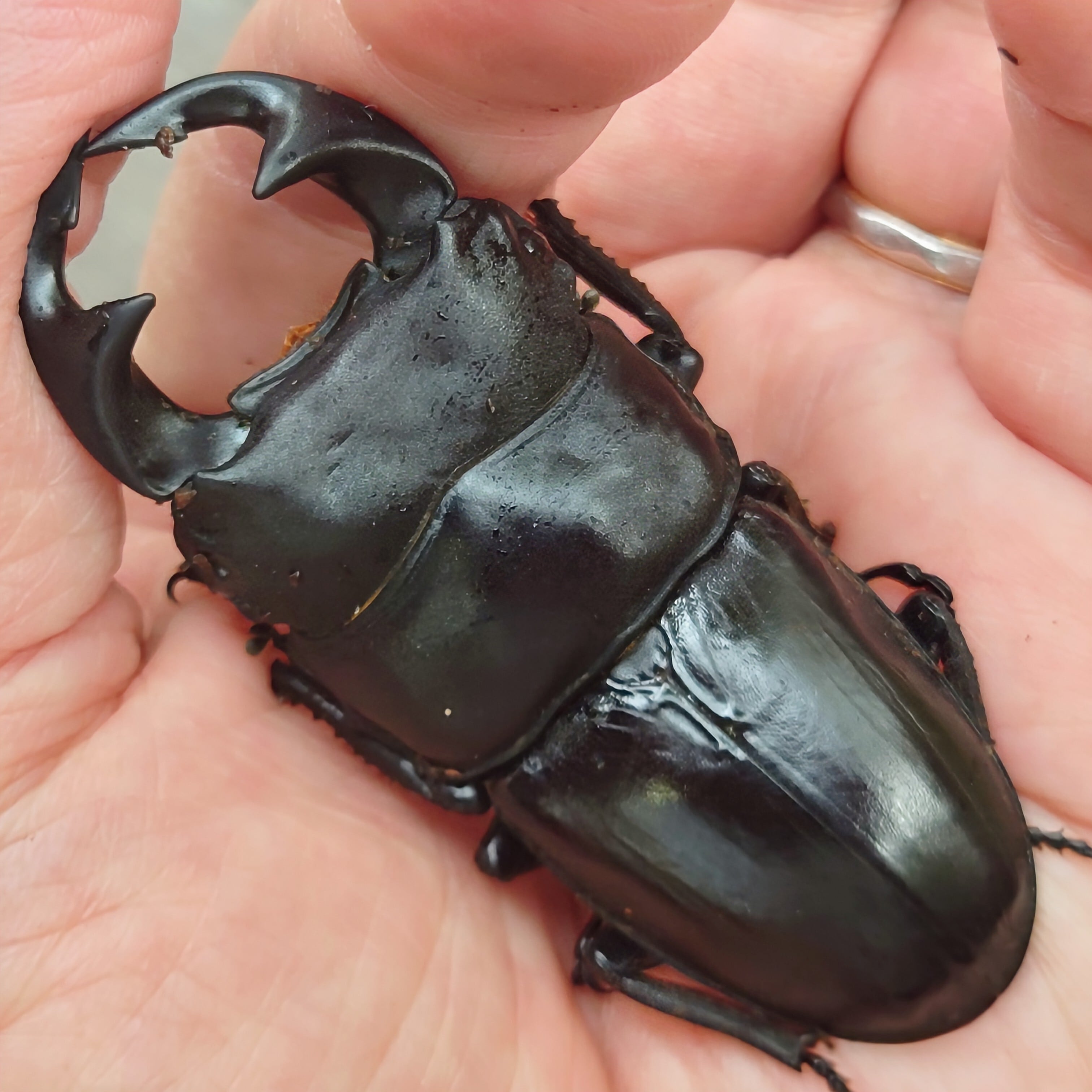 insect shop Deep Purple