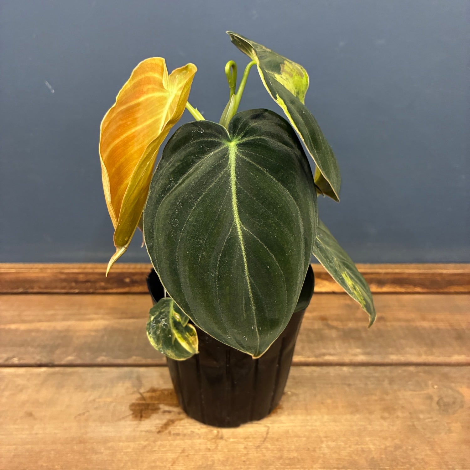 観葉植物 | PROTOLEAF プロトリーフ