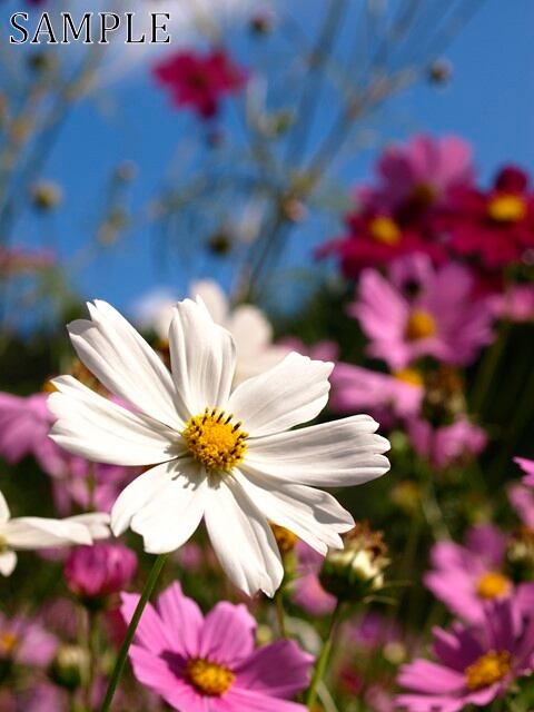 三田　秋桜　JPEG (6)