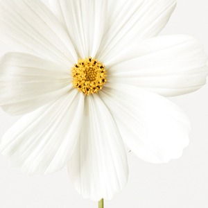 一輪の白い花