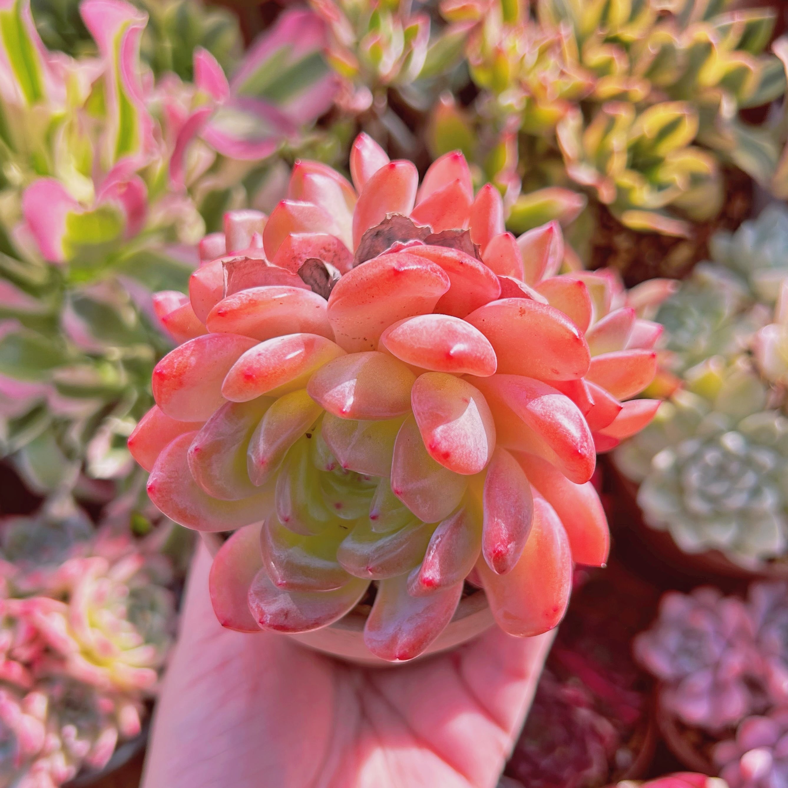 多肉植物　Echeveria  スターマーク　3～5頭　特大群生