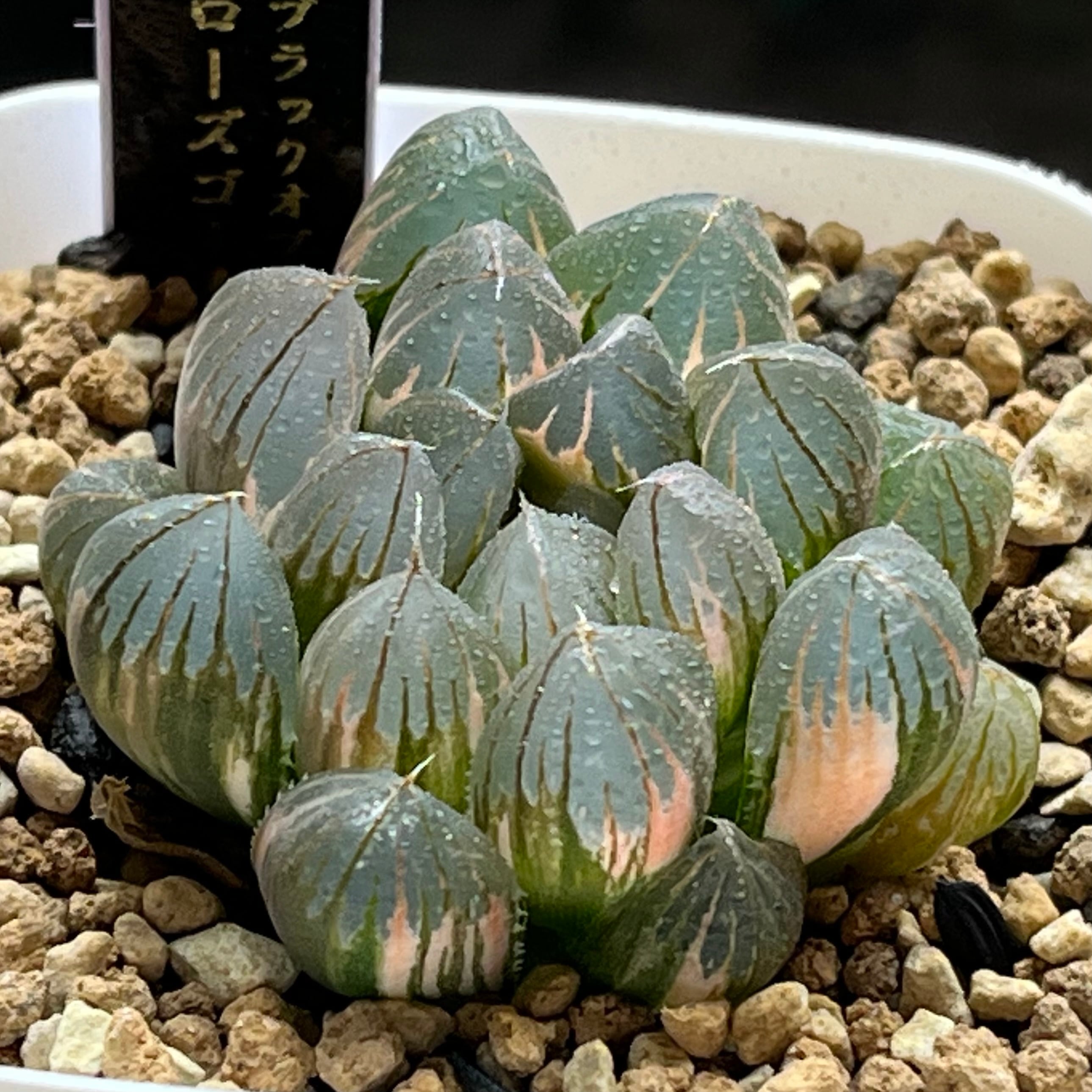 オブツーサ系 | mocono_plants
