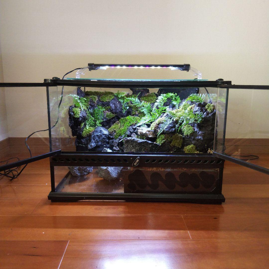 苔之介