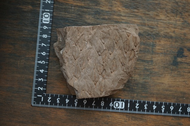 ポーランド産鱗木(ヒカゲノカズラ類)化石  Lepidodendron aculeatum 2441