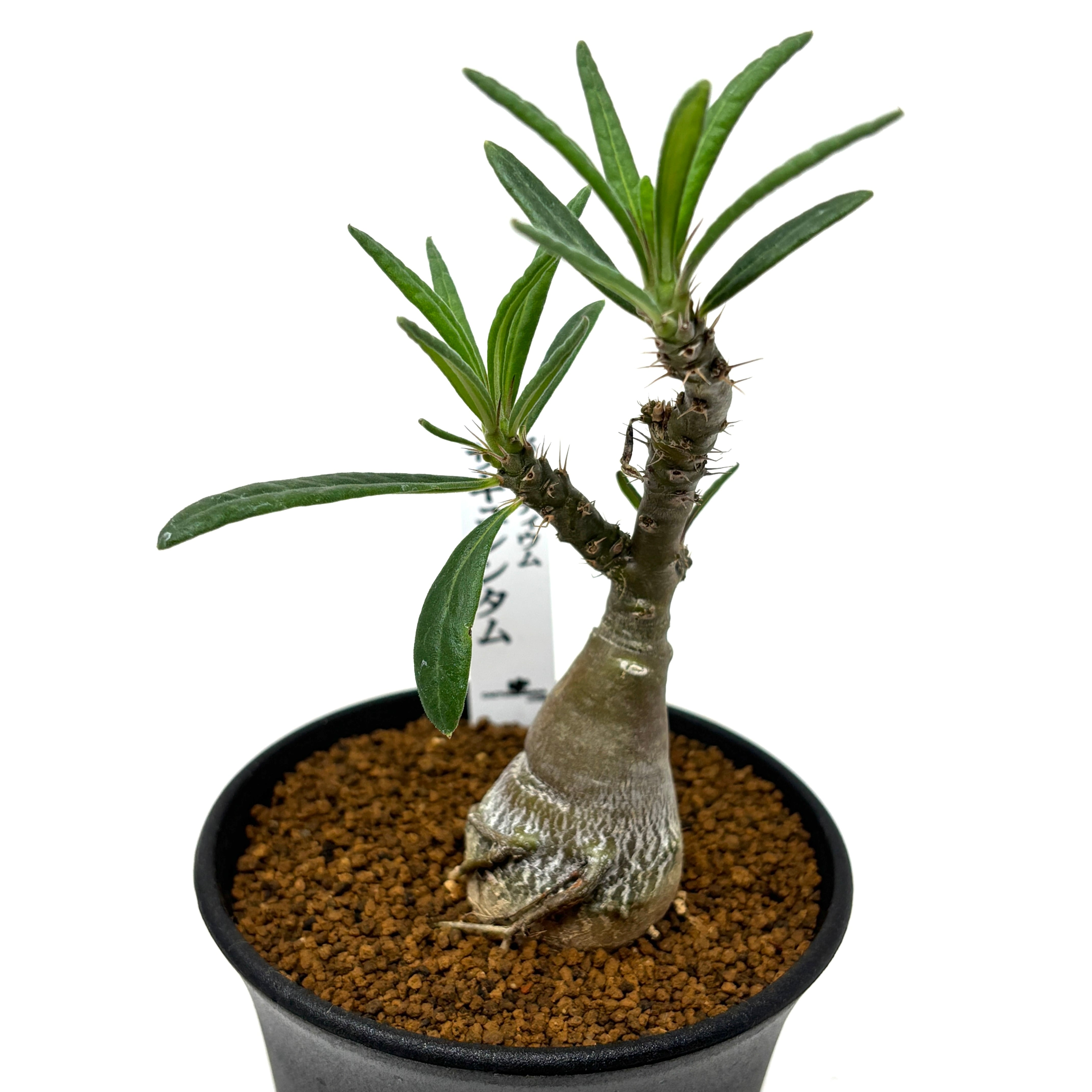 EMP パキポディウム サキュレンタム / Pa80 EMP パキポディウム サキュレンタム / Pa80 EMP パキポディウム