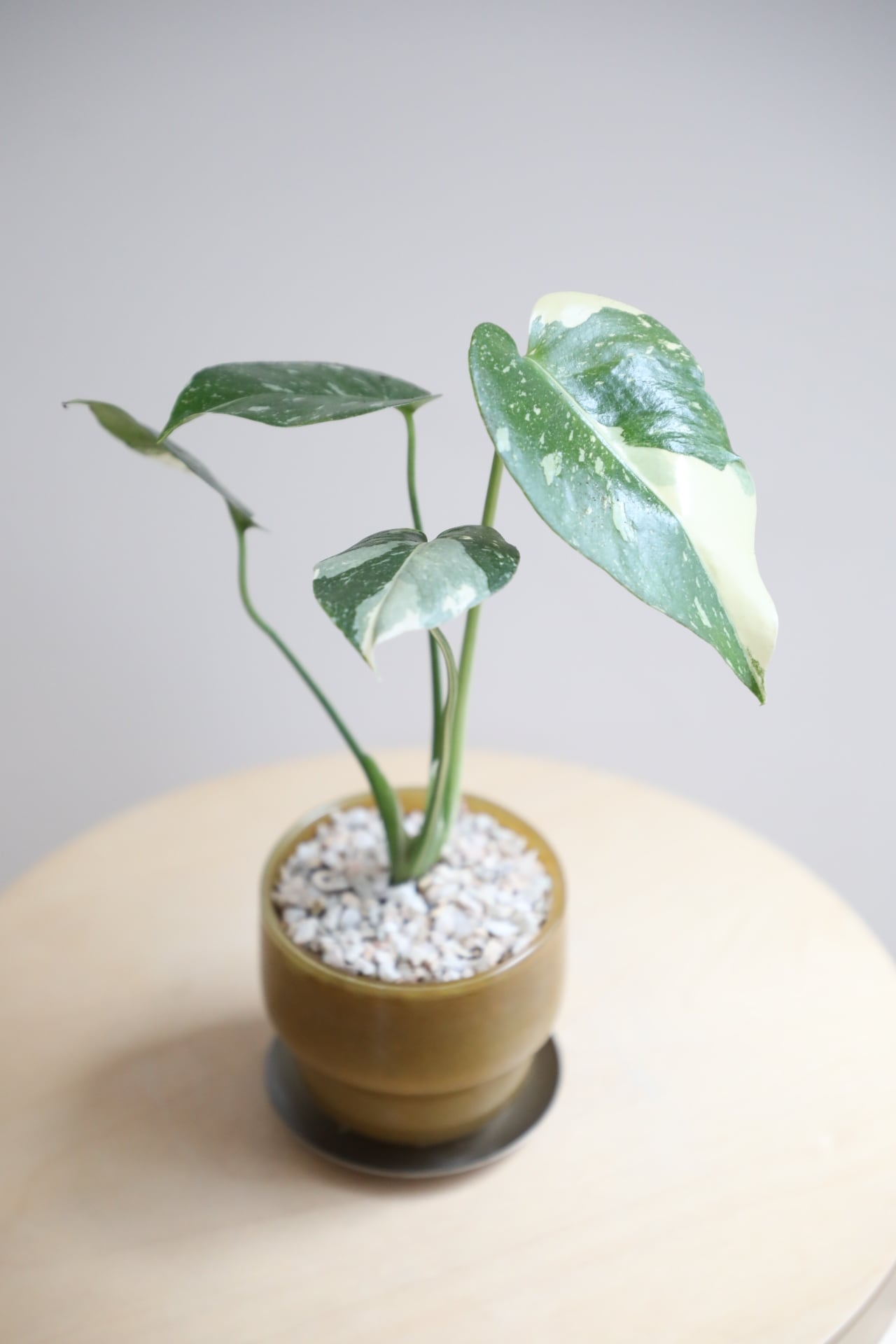 M】クッカバラ ライム/Philodendron kookaburra Lime ※陶器鉢付き
