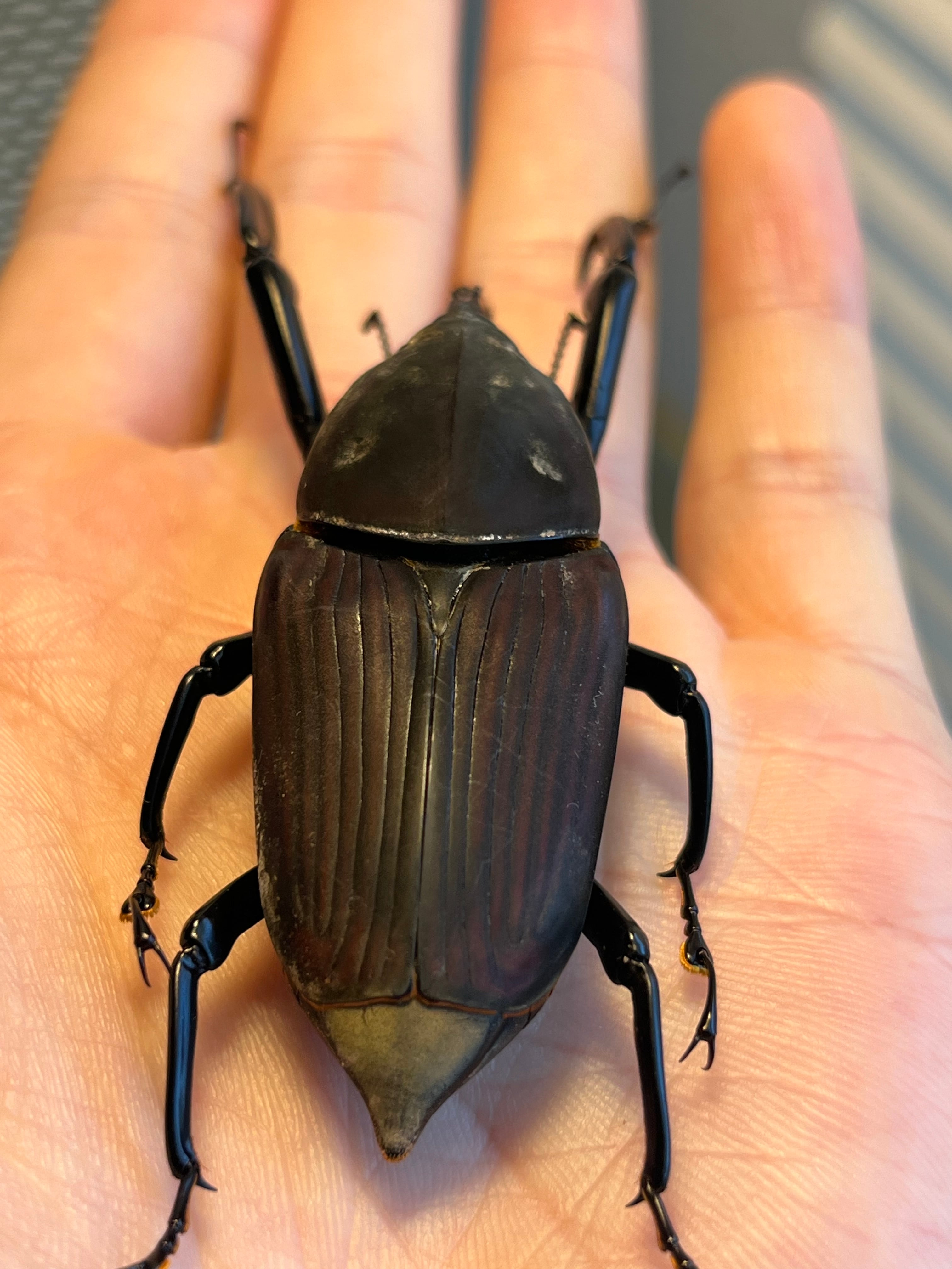 象虫最大種】タイショウオサゾウムシ 67mm カミキリ昆虫ゼリー標本甲虫