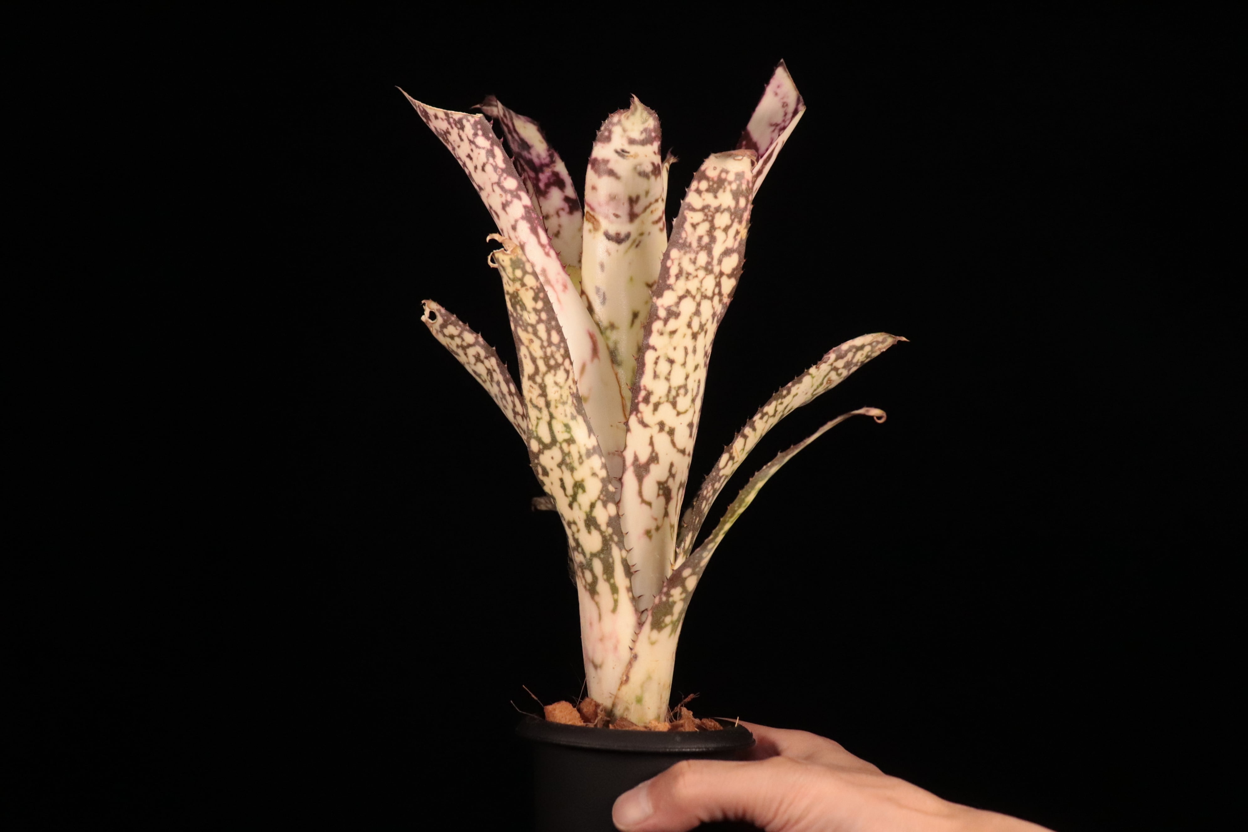 送料無料】Billbergia Birds of the Paradise (Hallelujah x Alaka'i
