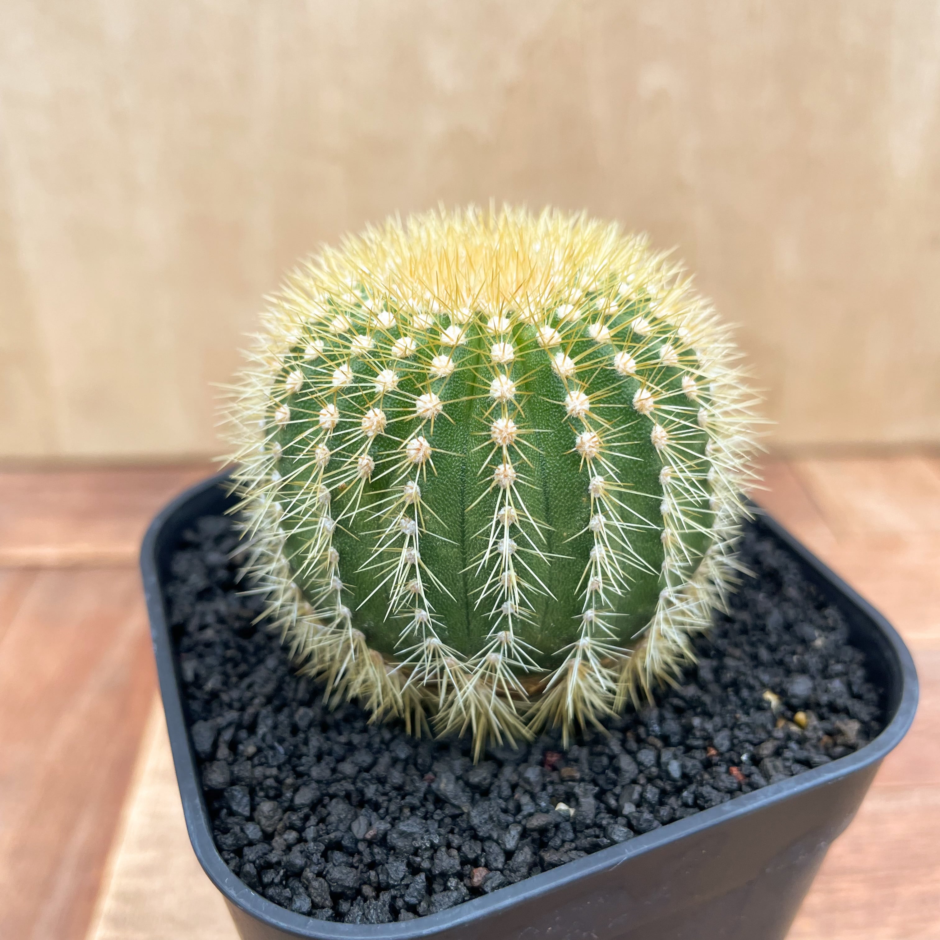 Uebelmannia pectinifera v. eriocactoides【ユーベルマニア・エリオ