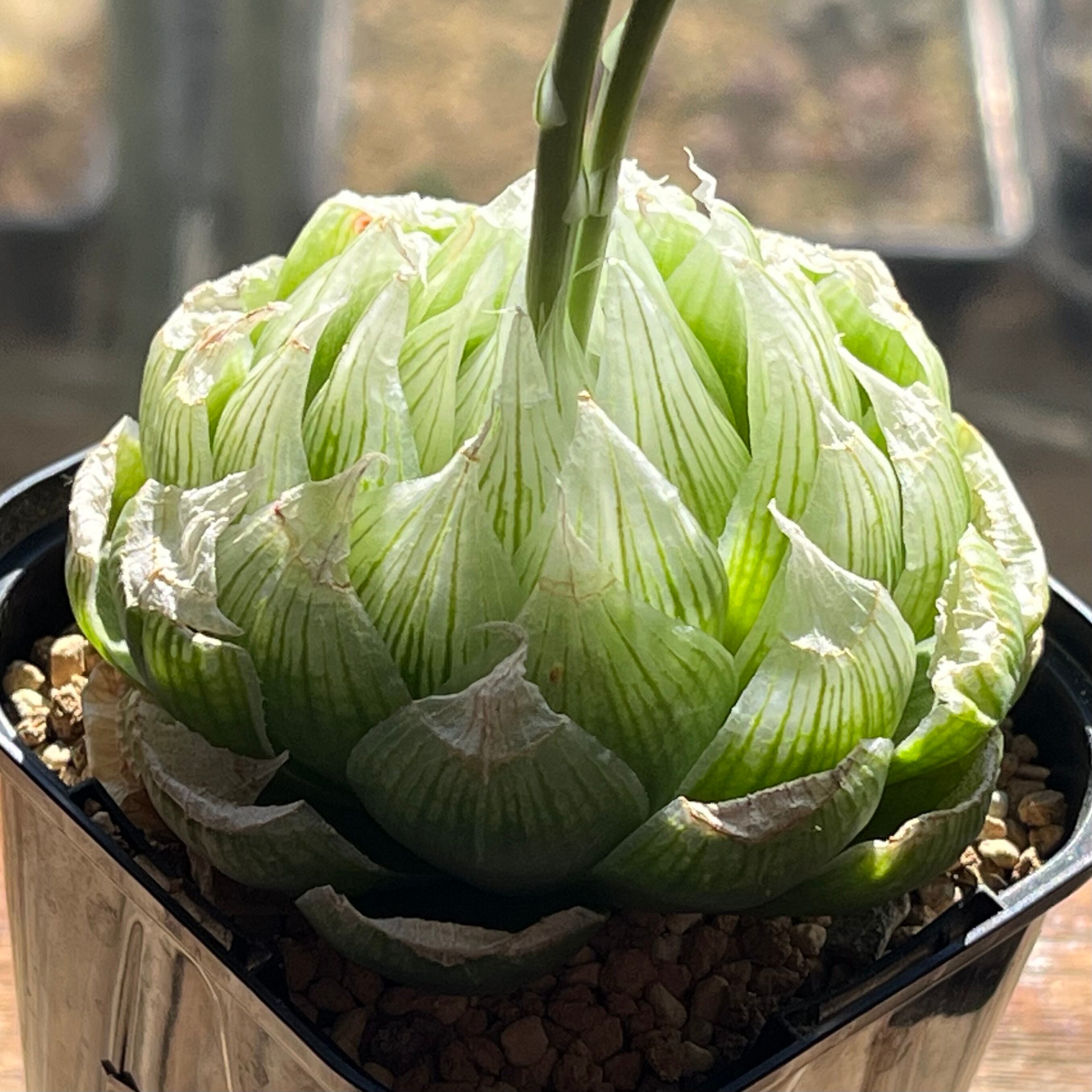 ≧∇≦）多肉植物 ハオルチア オブツーサ 竜爪 Yahoo!オークション