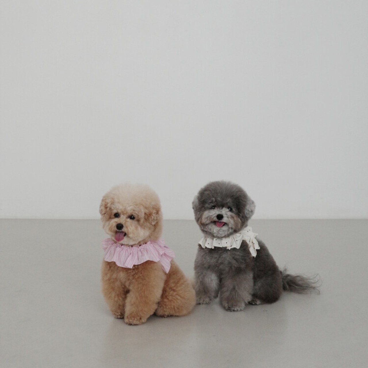 【予約】[ OHDIBS ] CAPENESS leash｜NO.20 _MINI DOT - 11