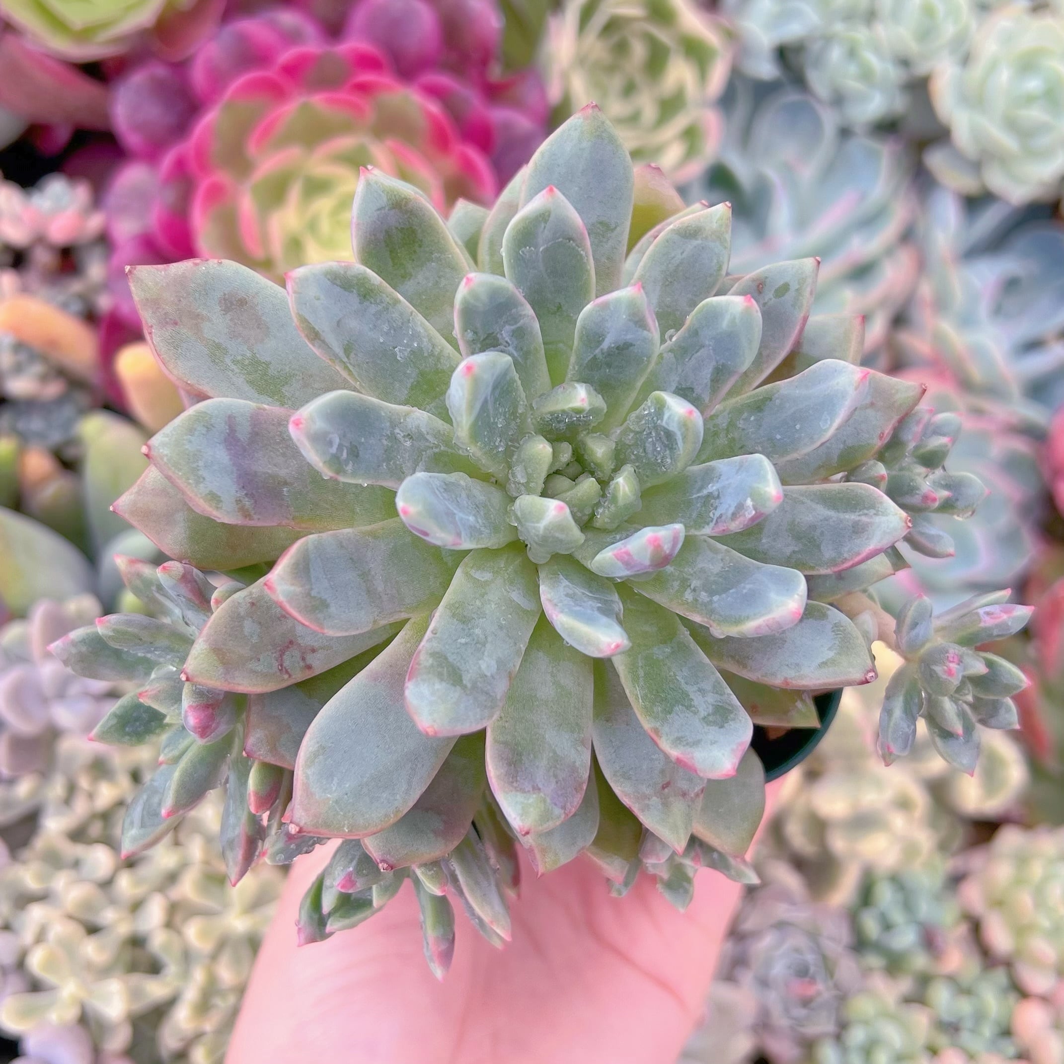 現品　ブラッドスワロー#A05　大苗　るる農園