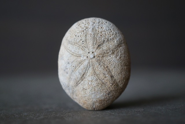 フランス産ウニ化石 Echinolampus ovalis 1599