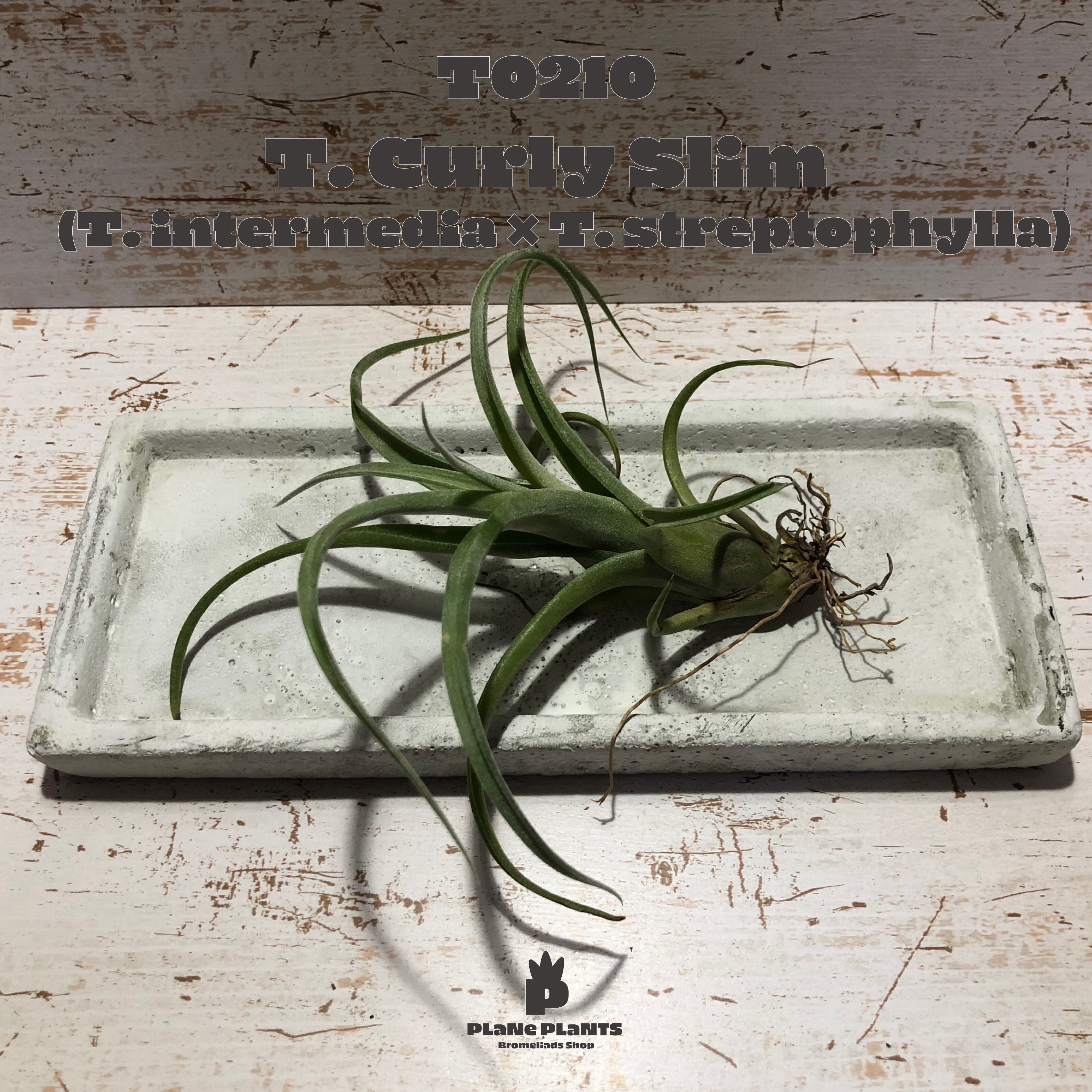 【送料無料】カーリースリム〔エアプランツ〕現品発送T0210