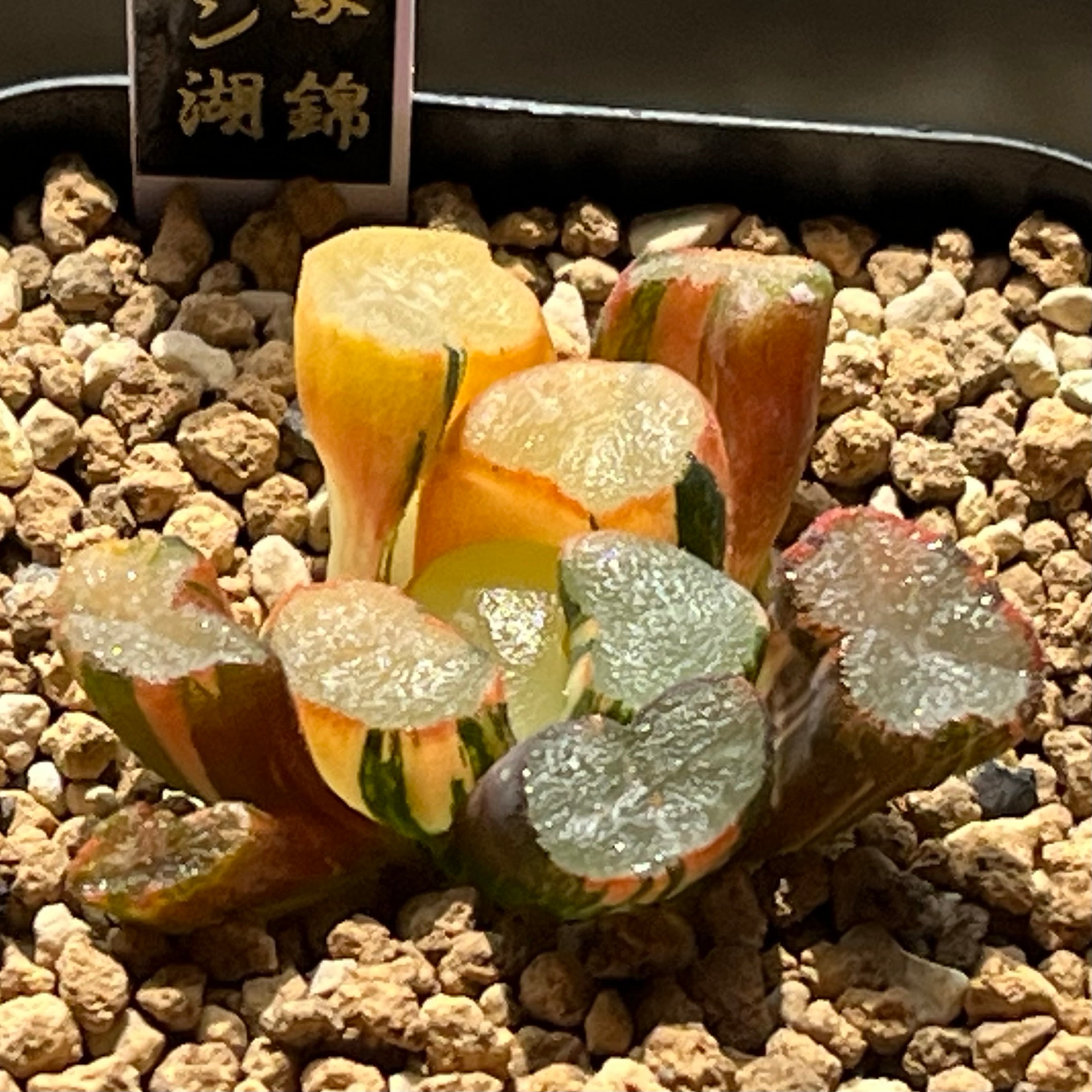 ハオルチア オブツーサ錦 竜珠 糊斑 | mocono_plants
