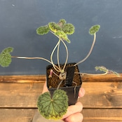 ぺラルゴニウム バークリー【785】