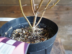 【現物】リューカデンドロン　”Cream Delight”　６号