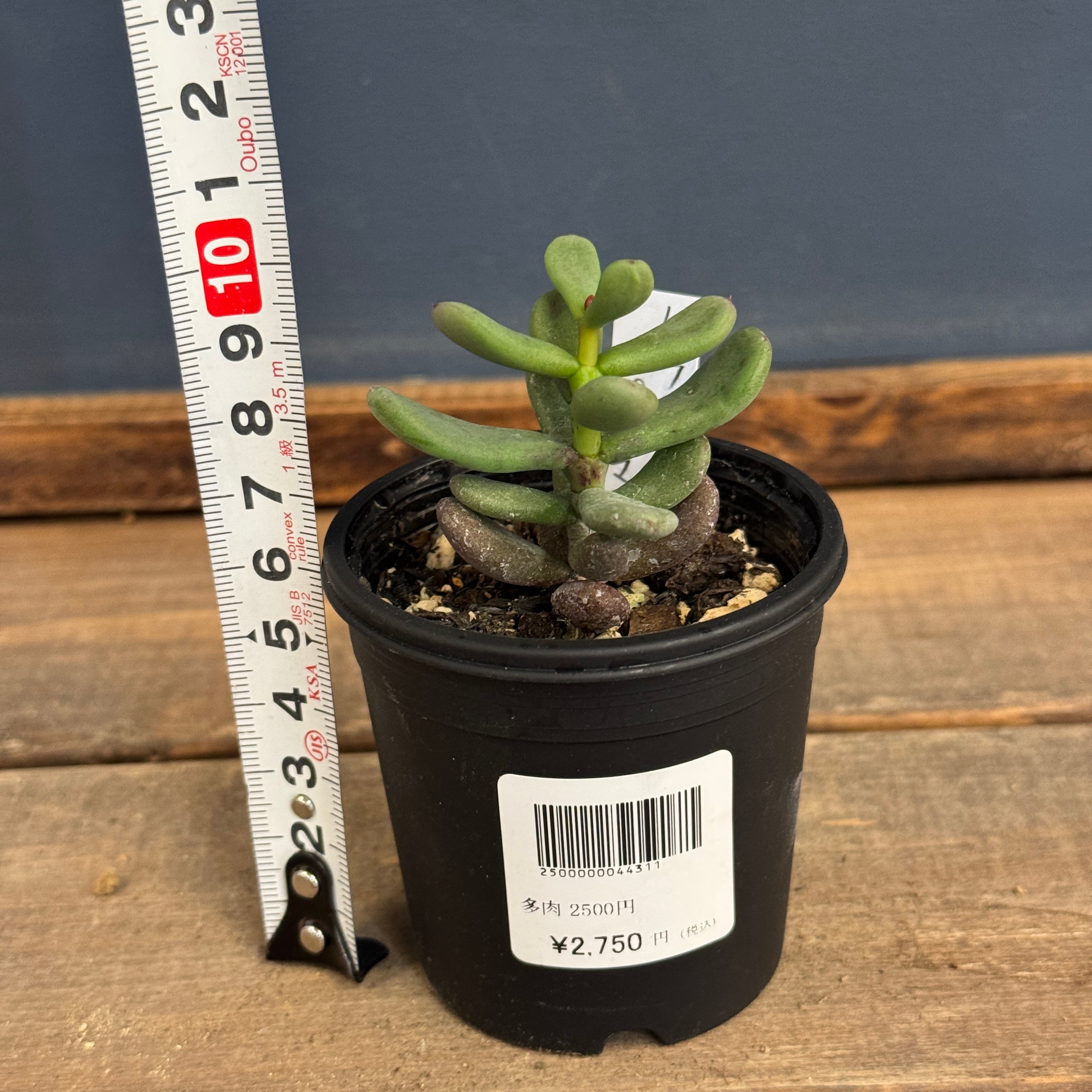 ケラリア ピグマエア【535】 | PROTOLEAF プロトリーフ