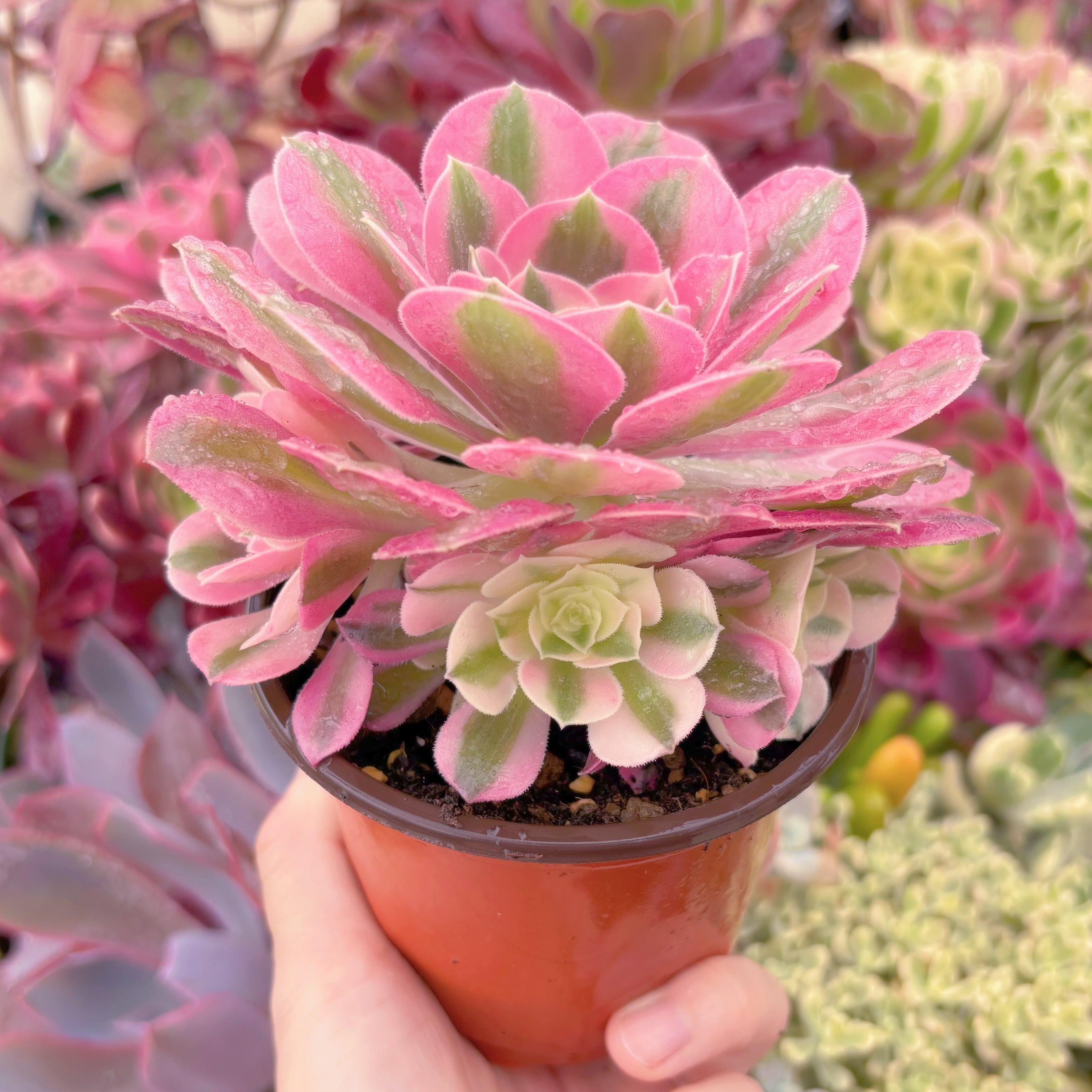 現品 アフラダイティ#661 るる農園 | るる農園~多肉植物専門