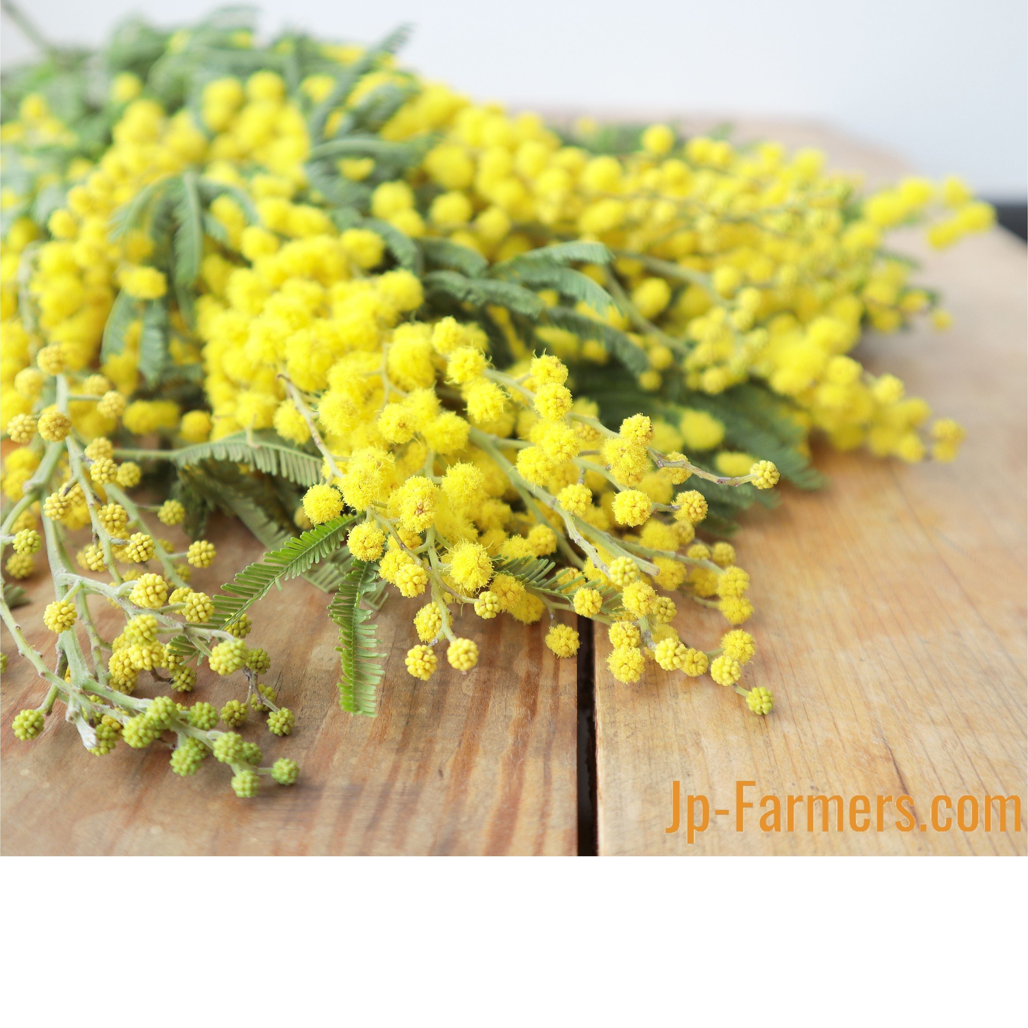 ふわふわの黄色いお花 冬の太陽 イタリア産 ミモザアカシア 新鮮花の問屋 Jp Farmers Com