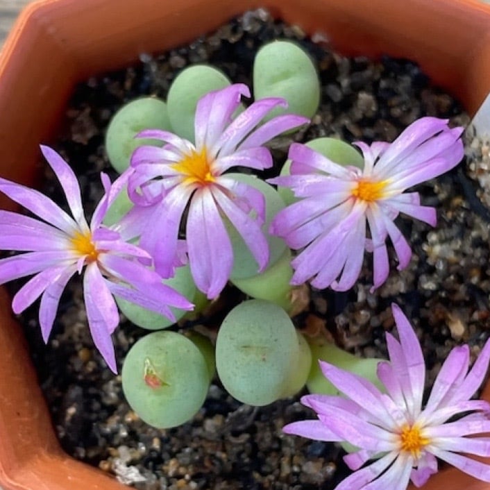 苗＊コノフィツム・スワネポリアヌム ルブロリネアツム ＊多肉植物 苗