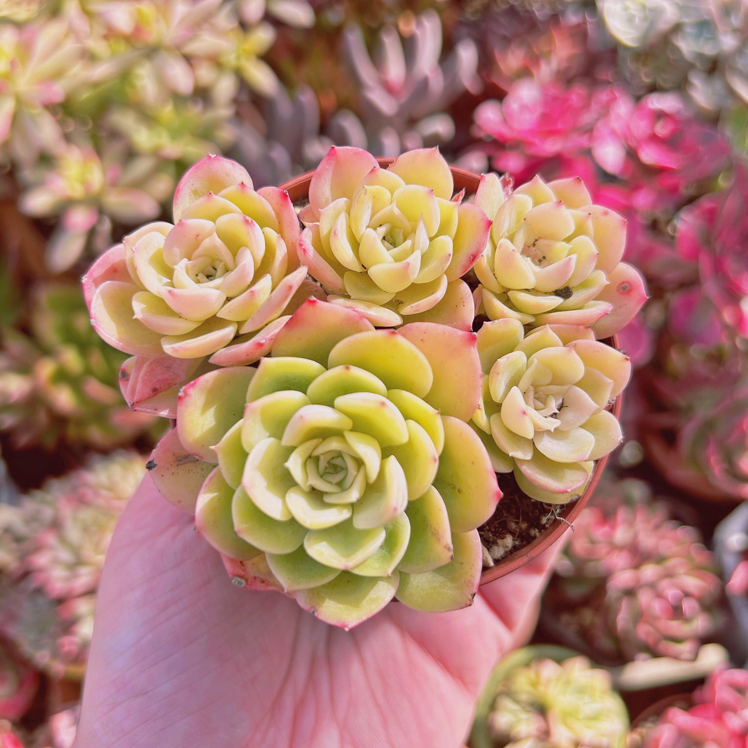 多肉植物　 Echeveria   メロン　4～6頭　大群生