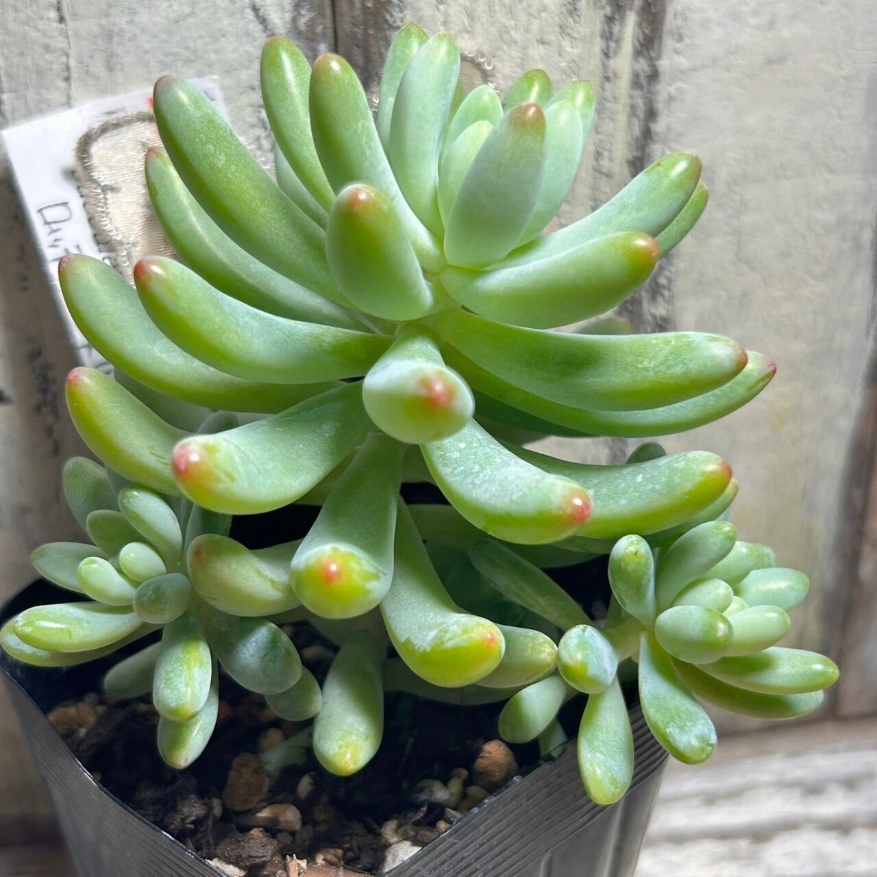 ロッティx乙女心 | RuPo 多肉植物専門店