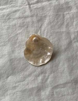 Seashell abstract 18