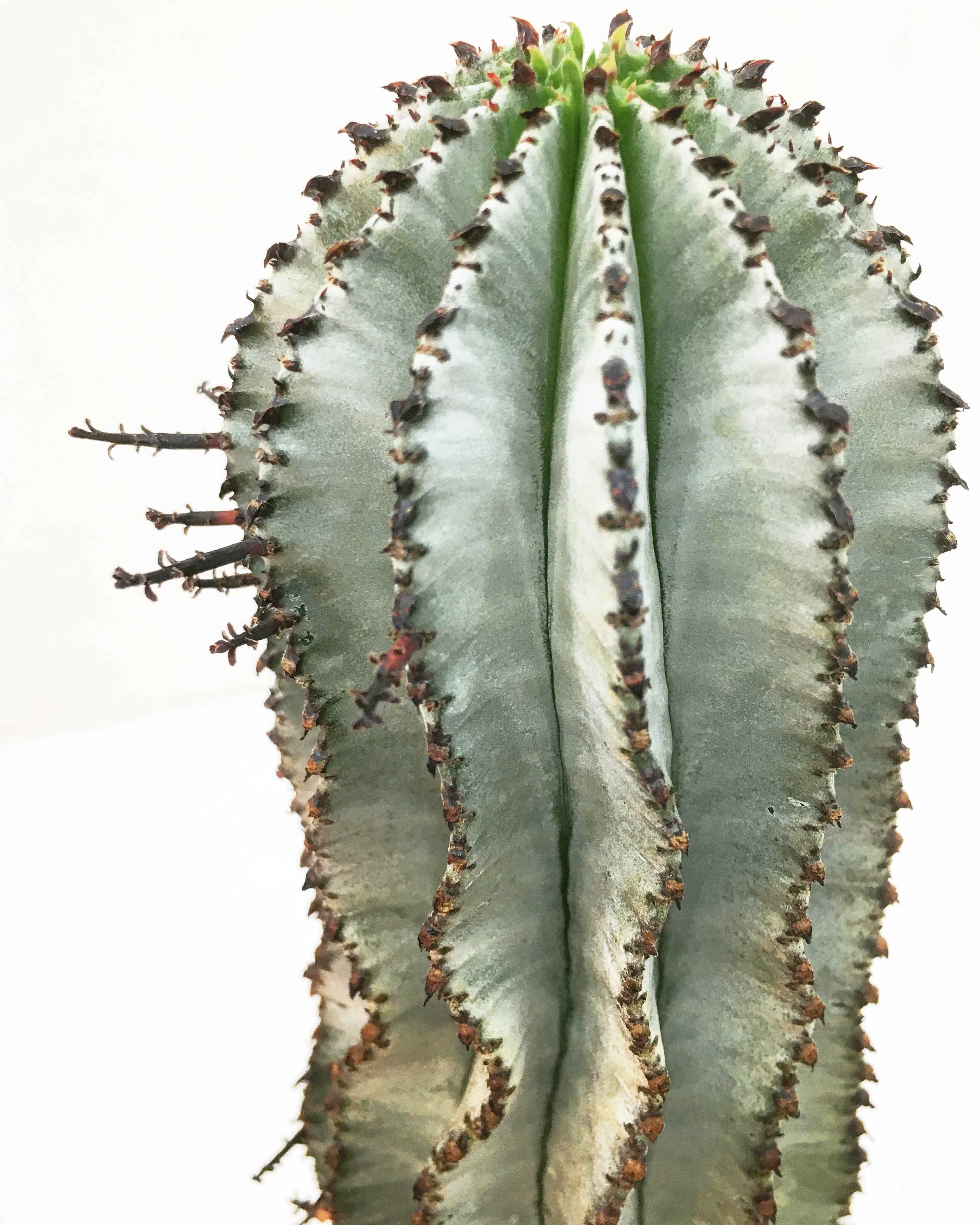 ユーフォルビア ポリゴナ スノーフレーク Euphorbia polygona ユーフォルビア ポリゴナ スノーフレーク Euphorbia polygona
