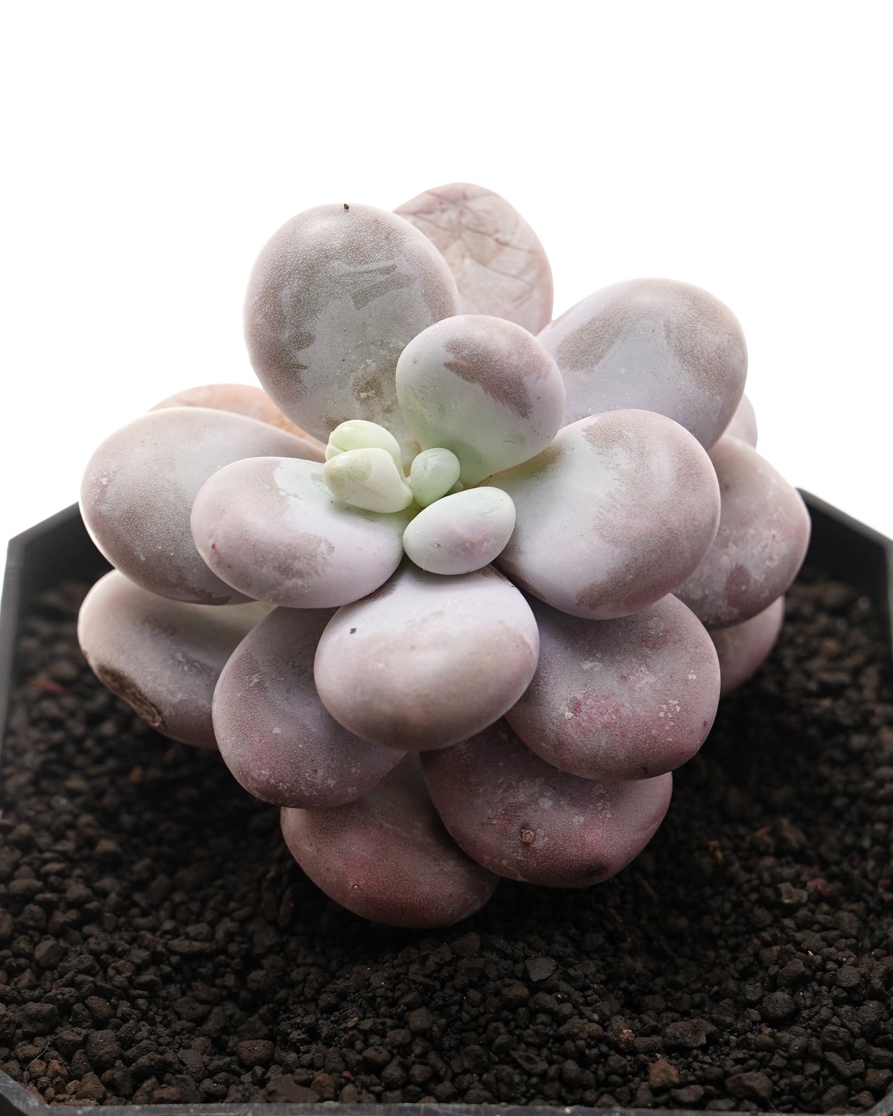 カット苗 パキフィツム ムーンストーン Pachyphytum 'Moon Stone'