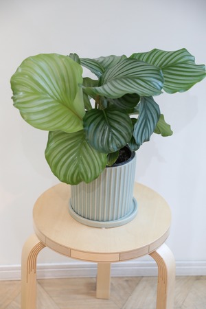 【M】カラテア オルビフォリア/Calathea