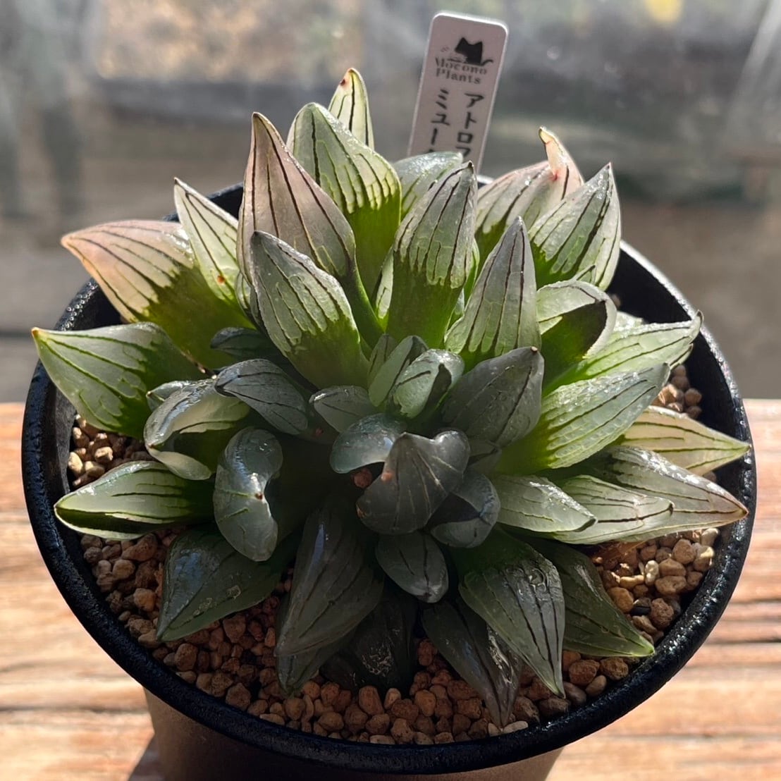 多肉植物 ハオルチア 氷皇