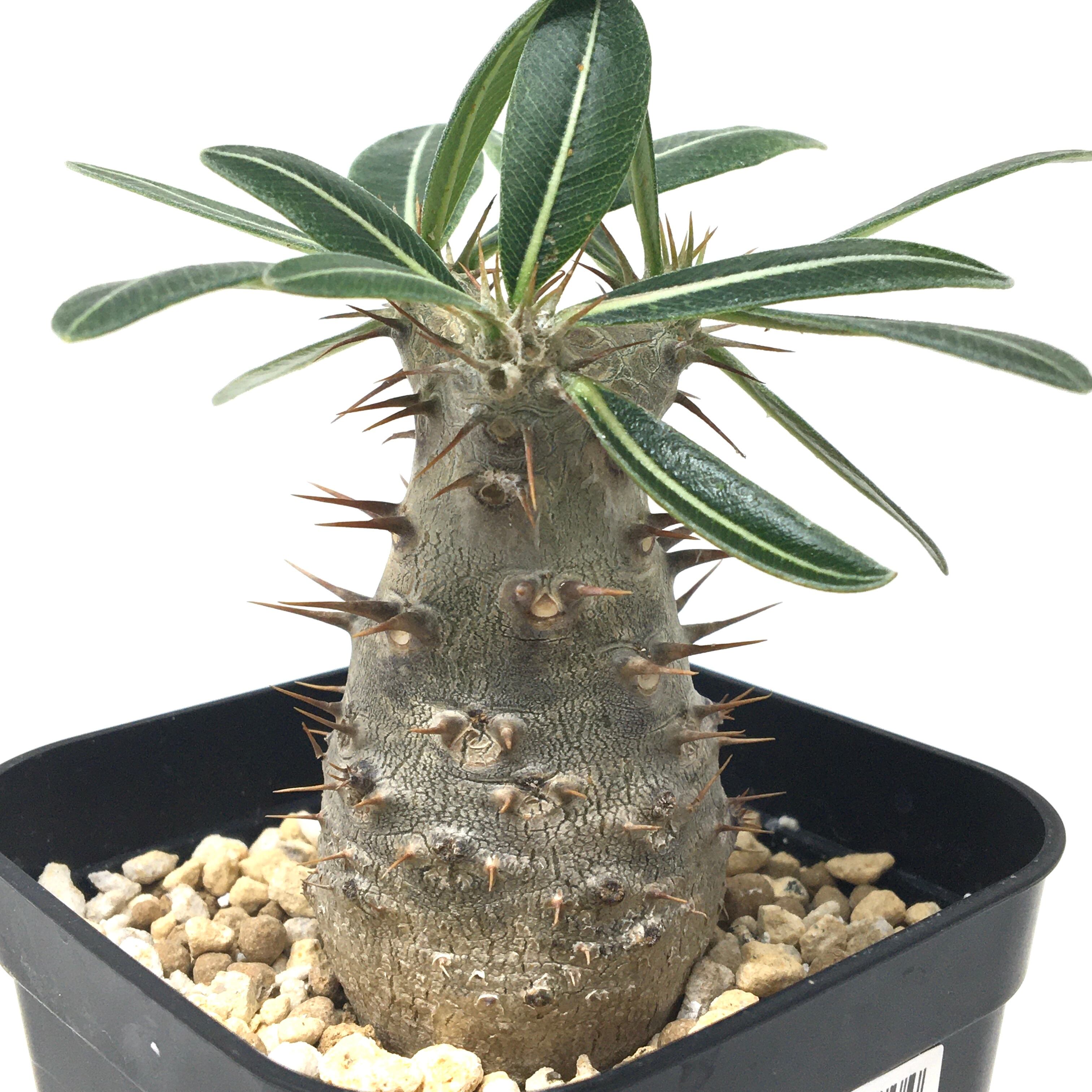 パキポディウム カクチペス【311】