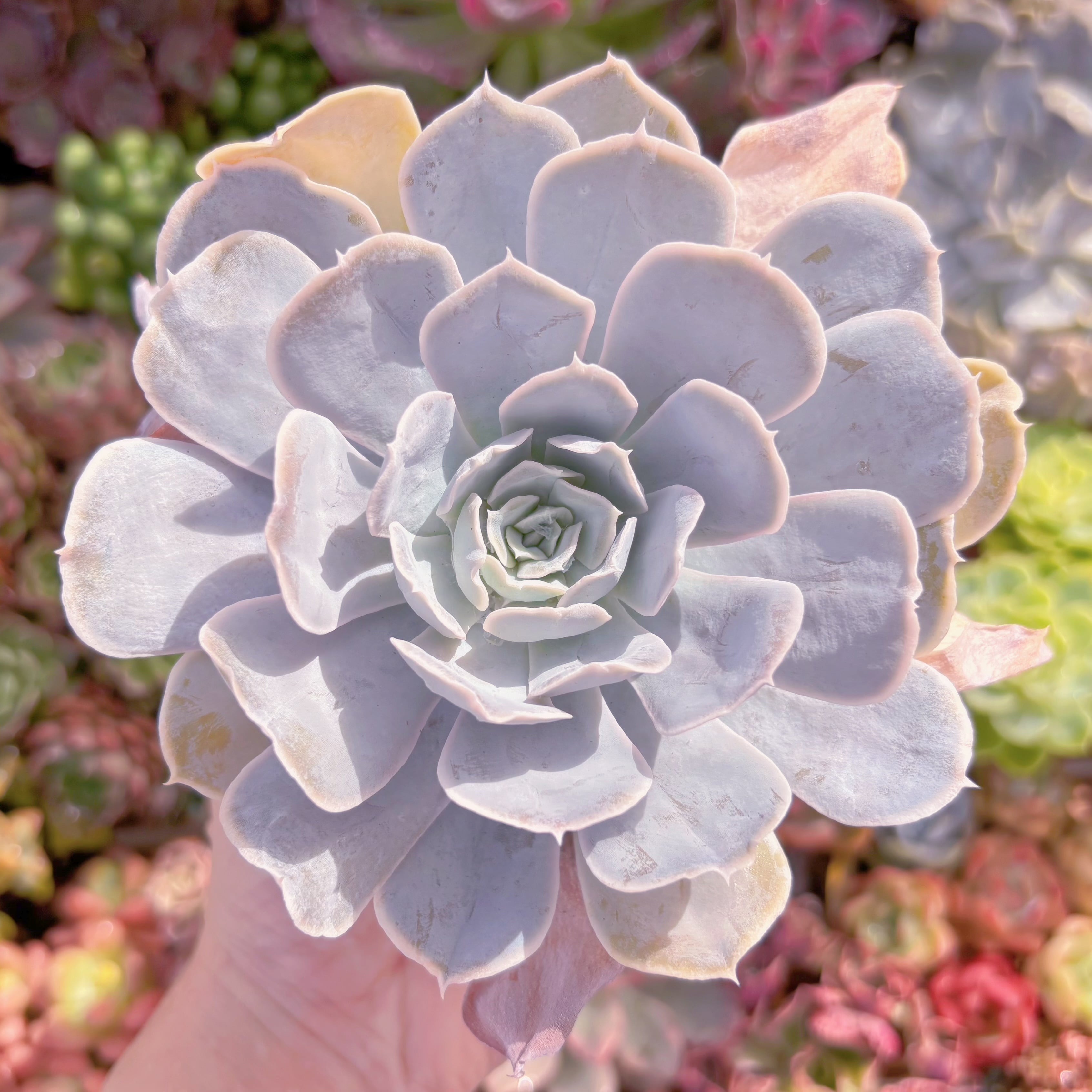 現品 ルンヨニー サンカルロス#F073 大苗 るる農園 | るる農園~多肉