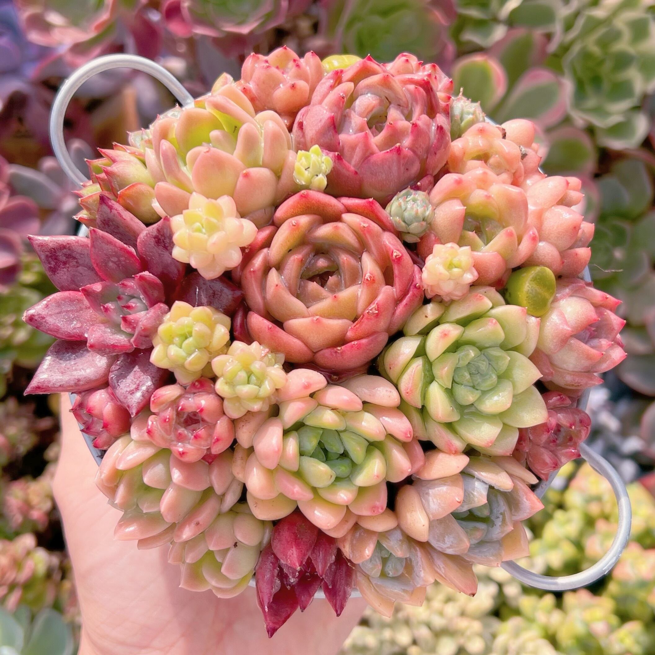 現品　 寄せ植えセット#858　るる農園