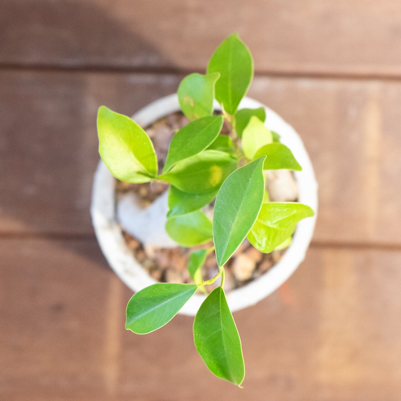 ガジュマル|ねじれた幹と鮮やかな新芽が調和する存在感抜群の観葉植物【手作り鉢】