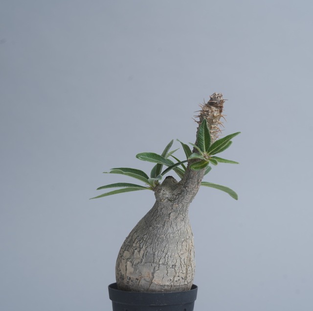 パキポディウム グラキリス no. 17〈発根済み〉