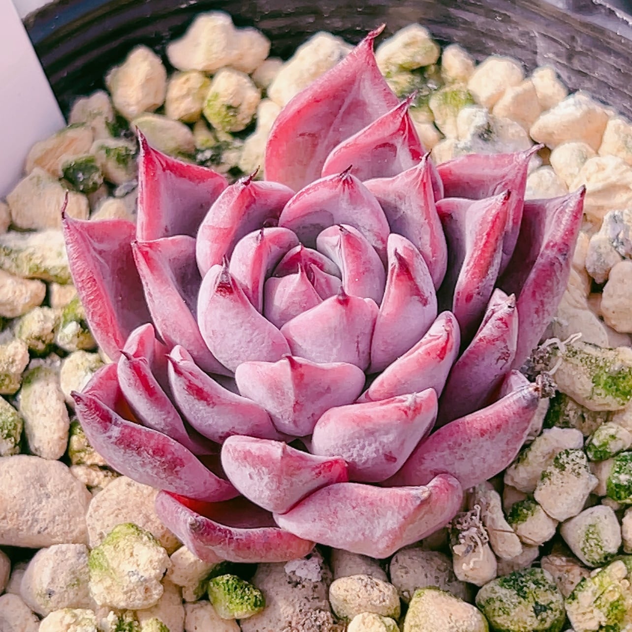 多肉植物 ブラックスワン 韓国苗 美苗 #ブ1 | Pay ID