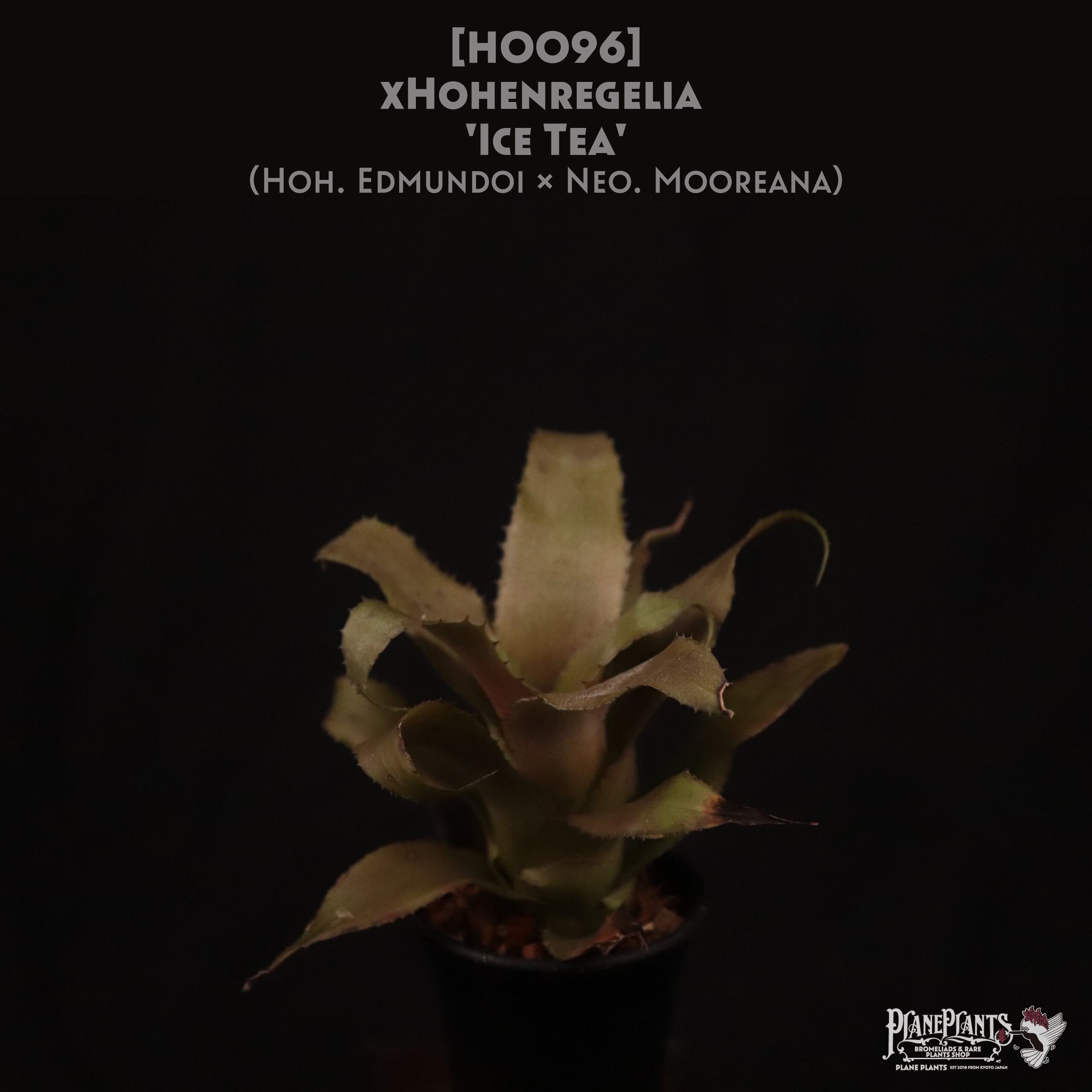 xHohenregelia | plane plants