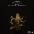 【送料無料】xHohenregelia 'Ice tea'〔ホヘンメア〕現品発送H0096