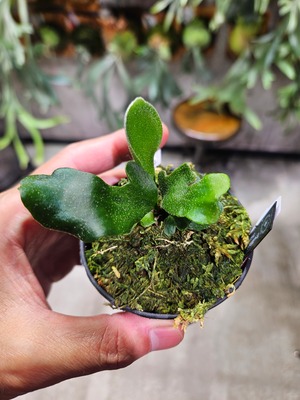 P.willinckii OMG × Ginka Spore mutation【artPLANTs/PLANTS GARAG】ビカクシダ#Platycerium