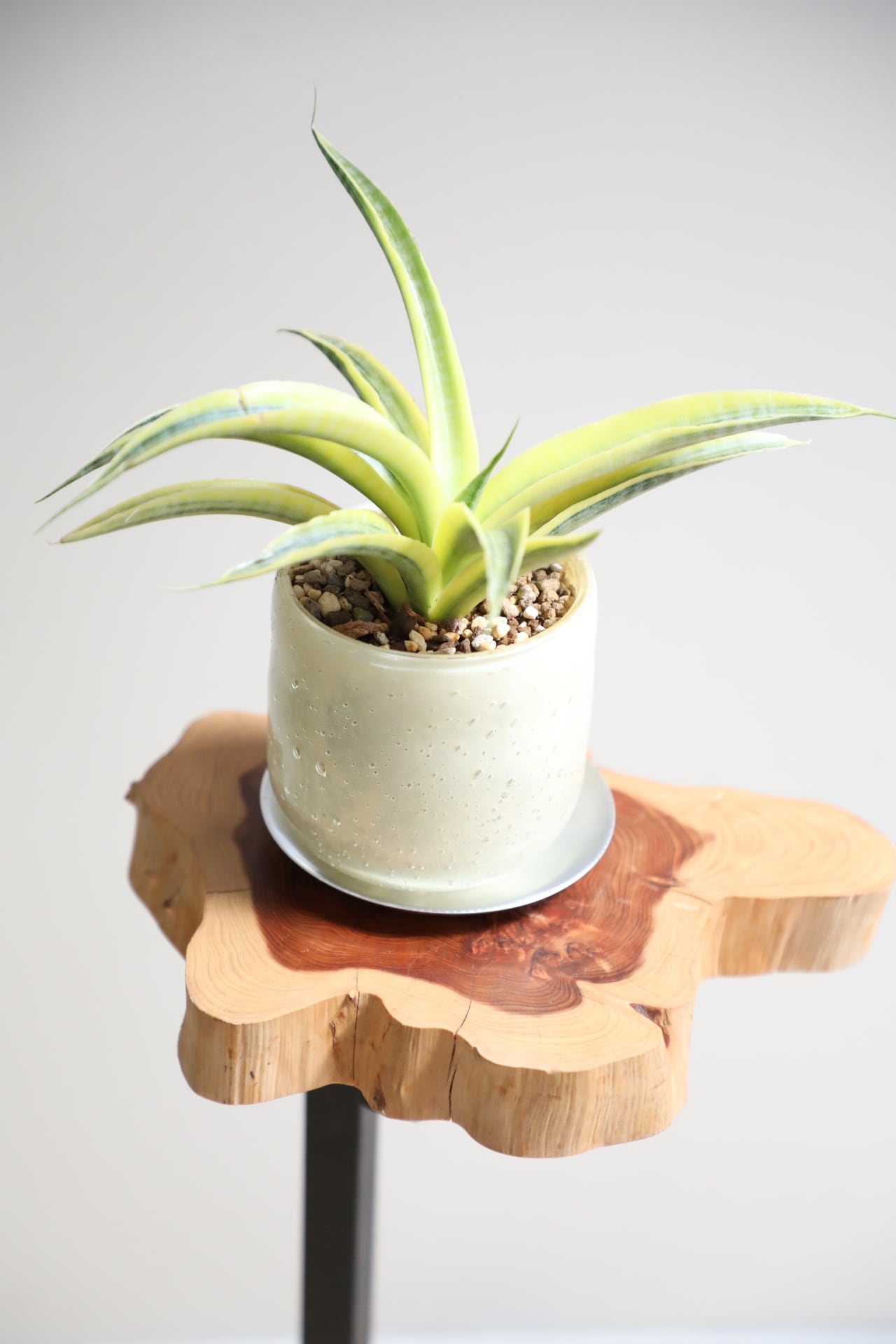 maceta鉢②★Dioscorea elephantipes アフリカ亀甲竜 maceta鉢②☆Dioscorea elephantipes アフリカ亀甲竜