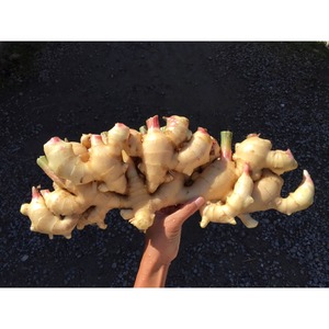 新生姜 0.5kg ／ Ginger 0.5kg